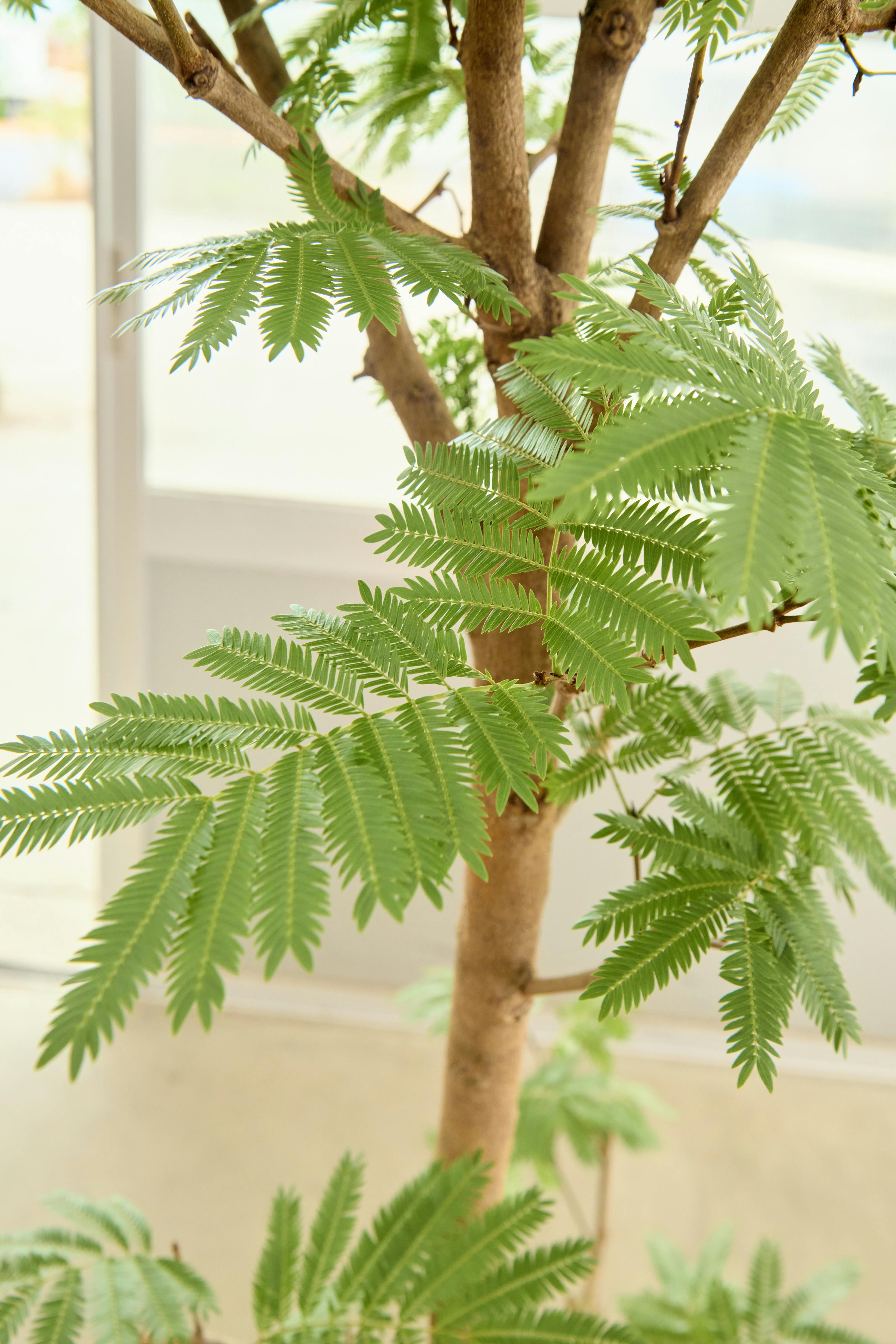 観葉植物 エバーフレッシュ【180cm】9号 プラスチック鉢 #69996 ※1都3