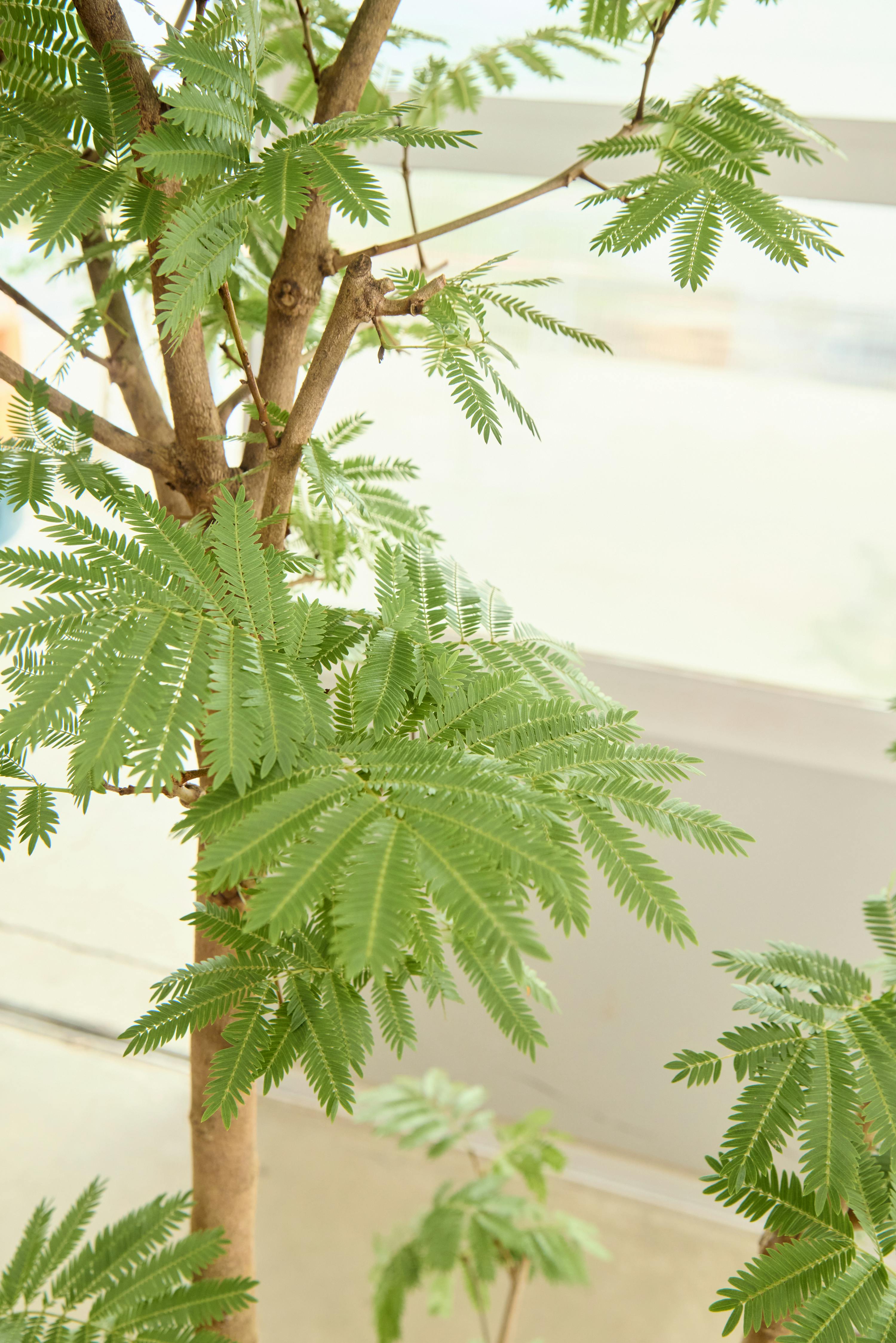 観葉植物 エバーフレッシュ【180cm】9号 プラスチック鉢 #69996 ※1都3