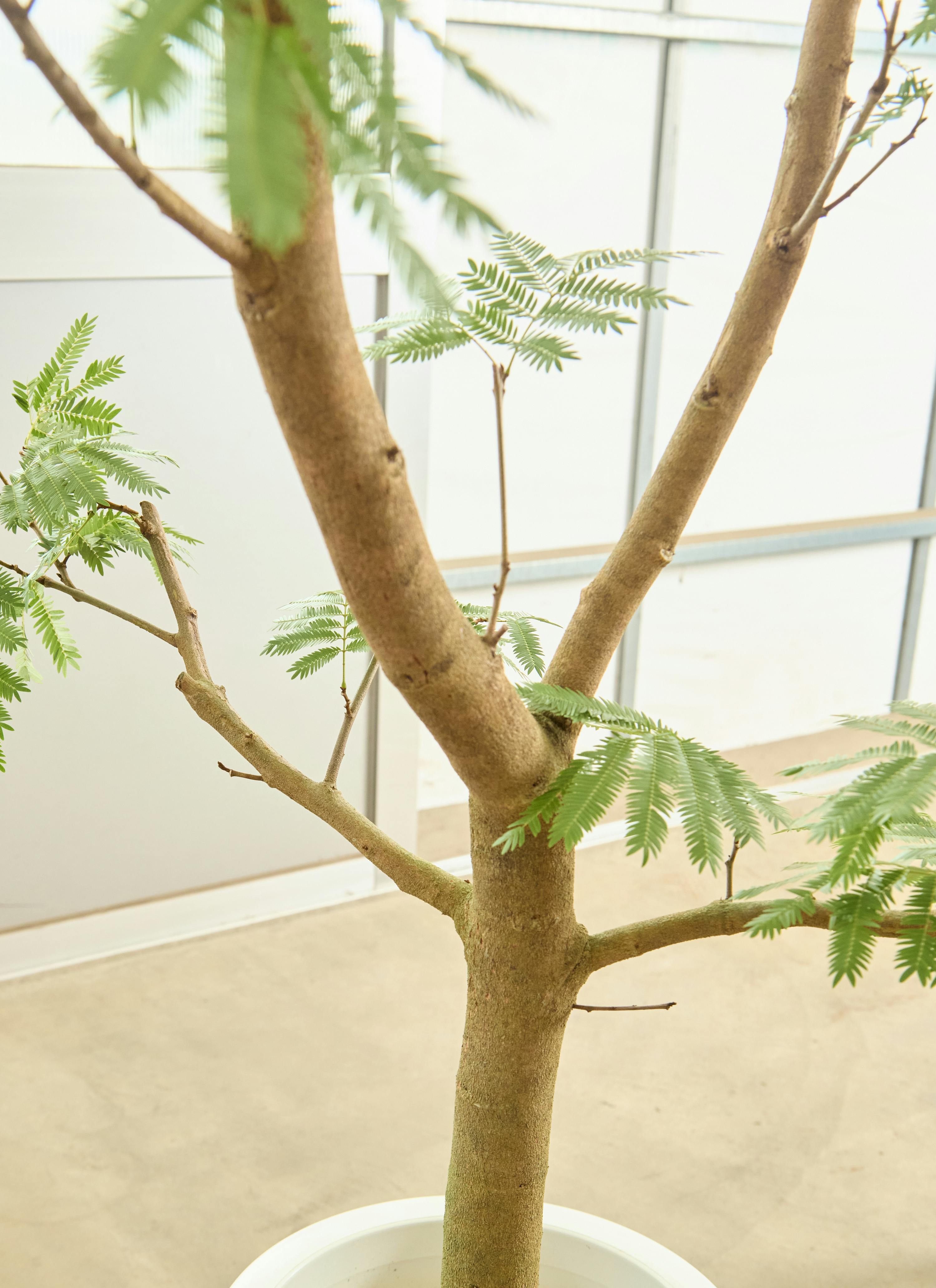 観葉植物 エバーフレッシュ【180cm】9号 プラスチック鉢 #69996 ※1都3