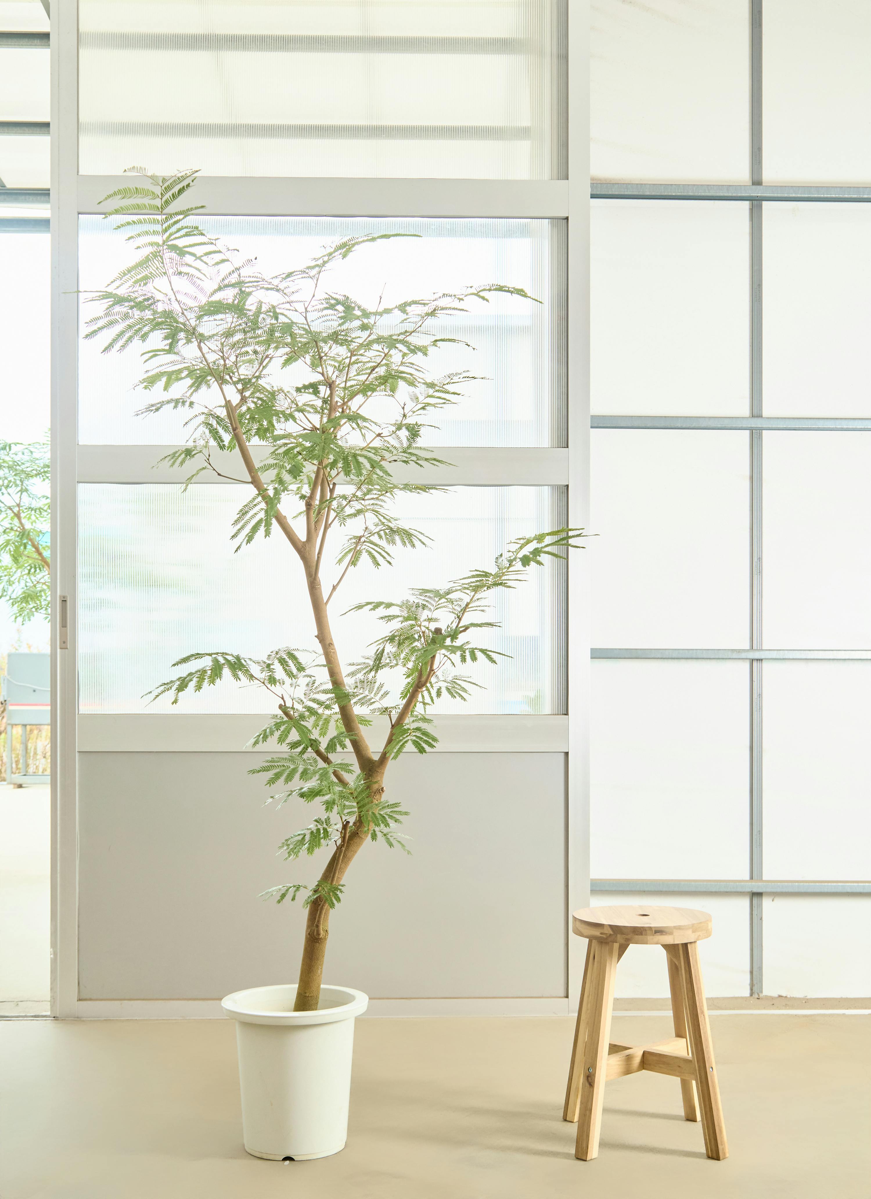 エバーフレッシュ 1点もの（現品・現物） | 観葉植物 | 送料無料でお