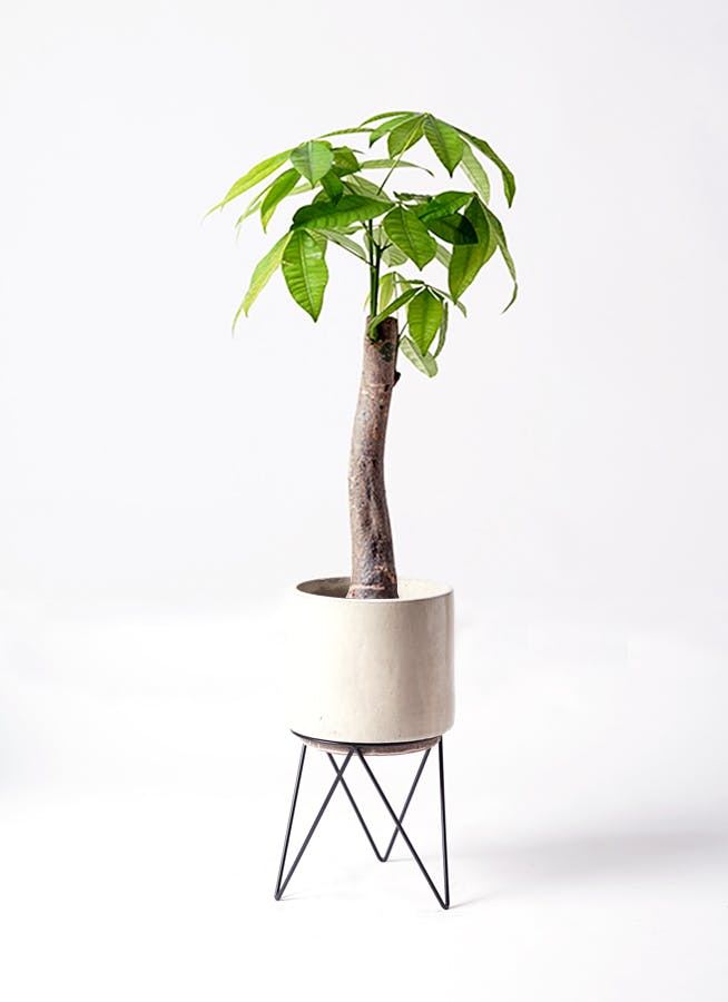 パキラ 朴 | 観葉植物の通販ならHitoHana(ひとはな) パキラ 朴 | 観葉植物の通販ならHitoHana(ひとはな)