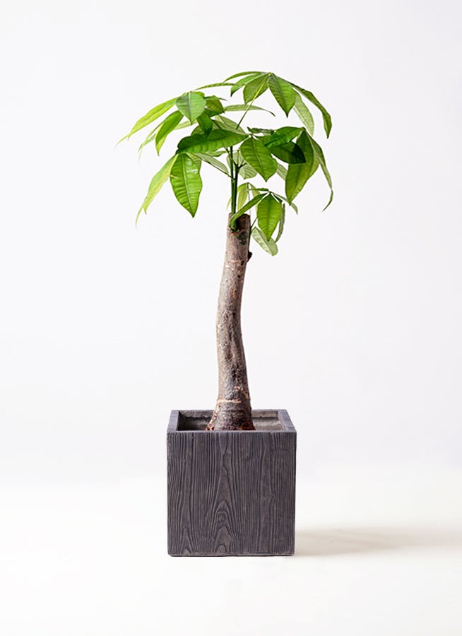 観葉植物 フェニックスロベレニー 8号 ベータ キューブプランター