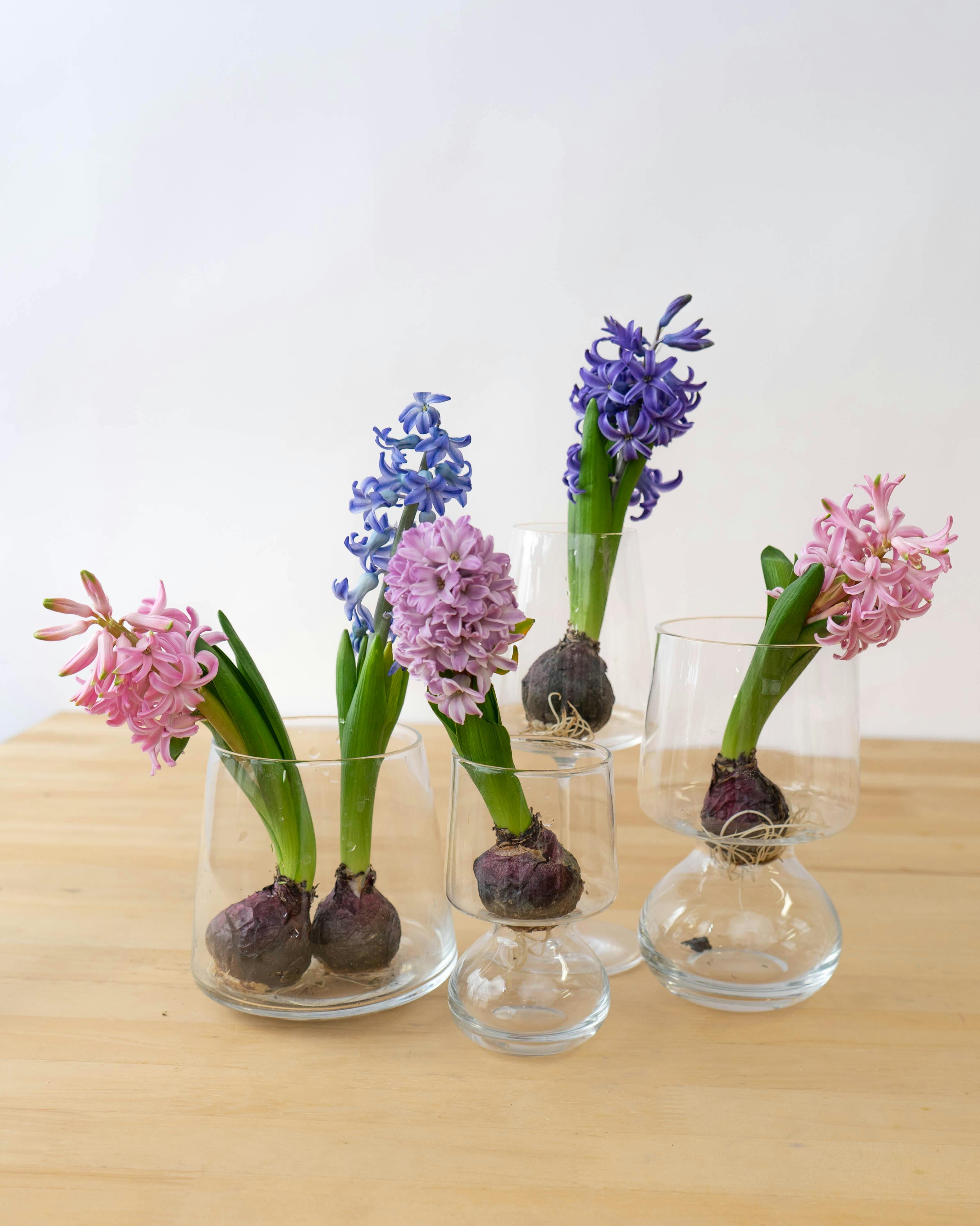 産地直送 球根ヒヤシンス ミックス（5球入り）／富山 富山県花卉球根