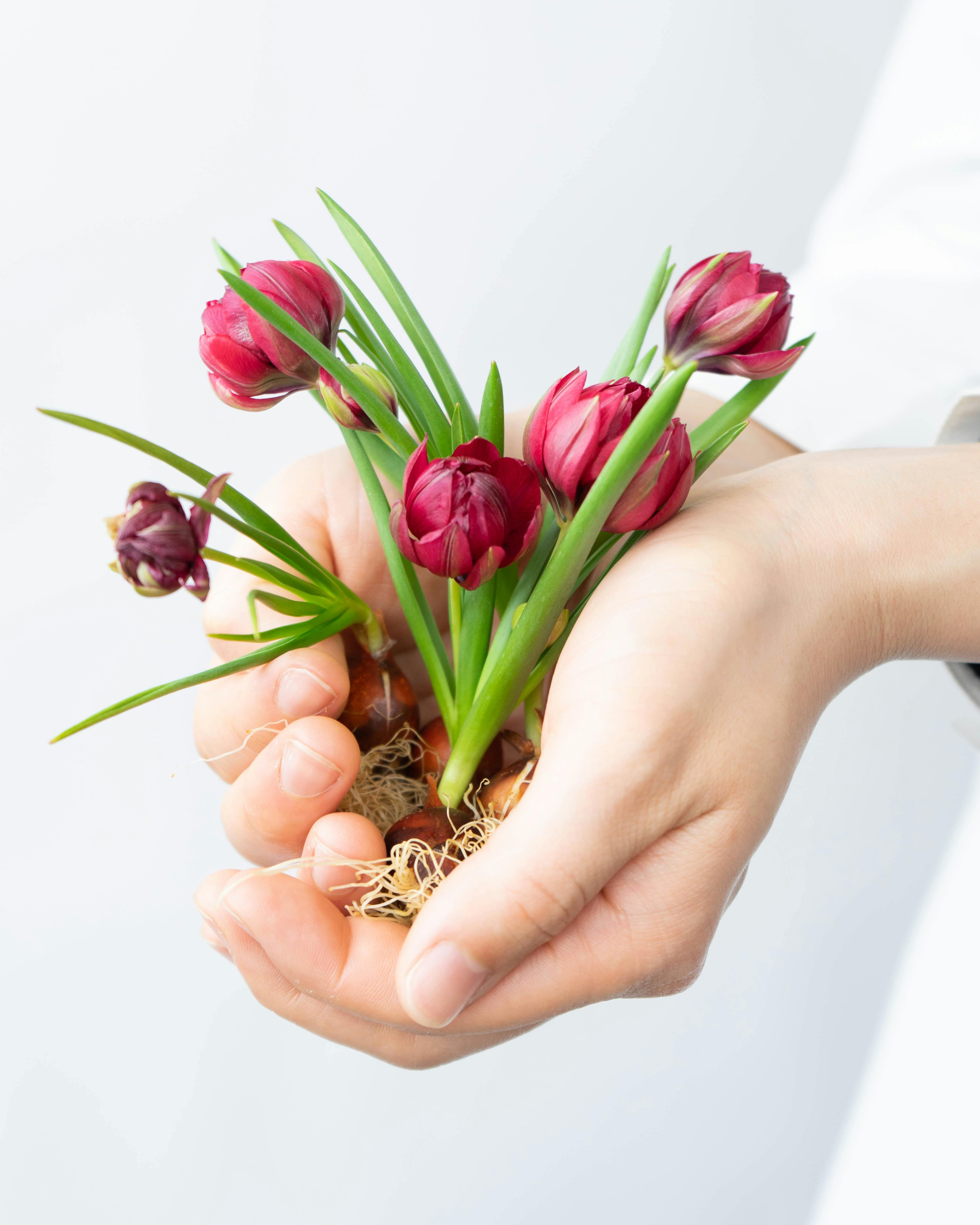 産地直送 チューリップ花束 | HitoHana（ひとはな）