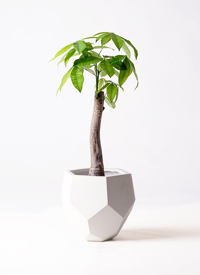 観葉植物 フェニックスロベレニー 8号 ポリゴヘクサ 白 付き | 観葉