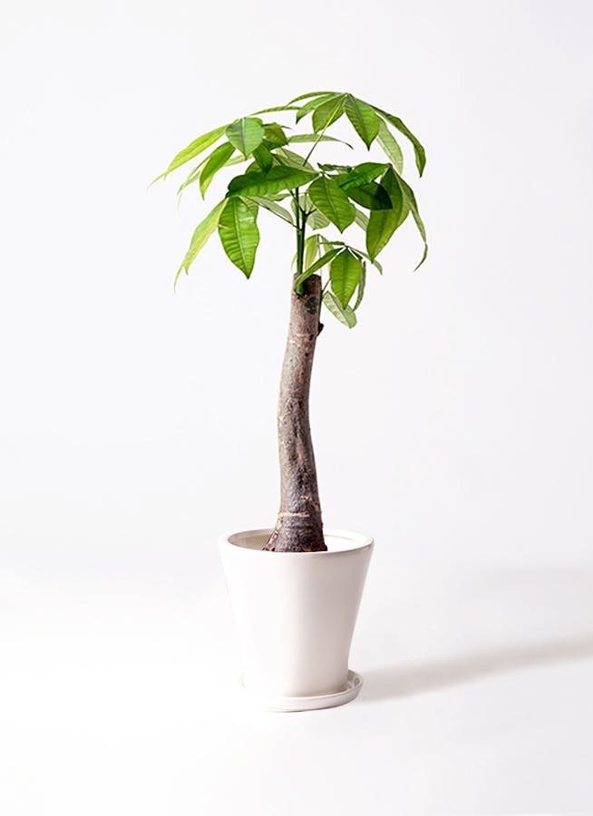 観葉植物 パキラ 8号 朴 サブリナ 白 付き | 観葉植物ならHitoHana