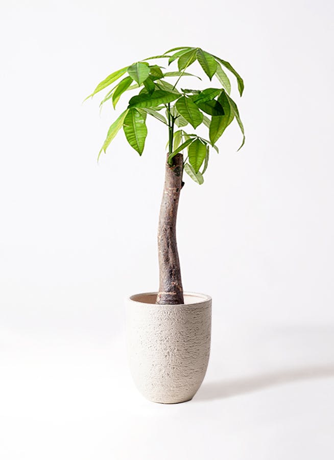 パキラ 8号 | 観葉植物の通販ならHitoHana（ひとはな）