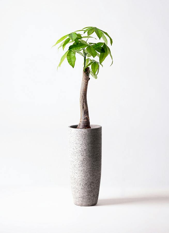 パキラ 朴 | 観葉植物の通販ならHitoHana（ひとはな）