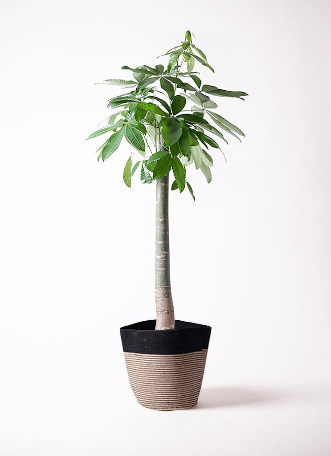 観葉植物 ドラセナ コンシンネ レインボー 10号 ストレート リブ