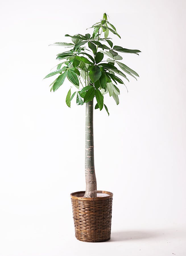 おまーさん専用です。トックリヤシ。観葉植物。鉢ごと無料で発送致します。 トックリヤシ。観葉植物 鉢ごと無料で発送致します。 - メルカリ