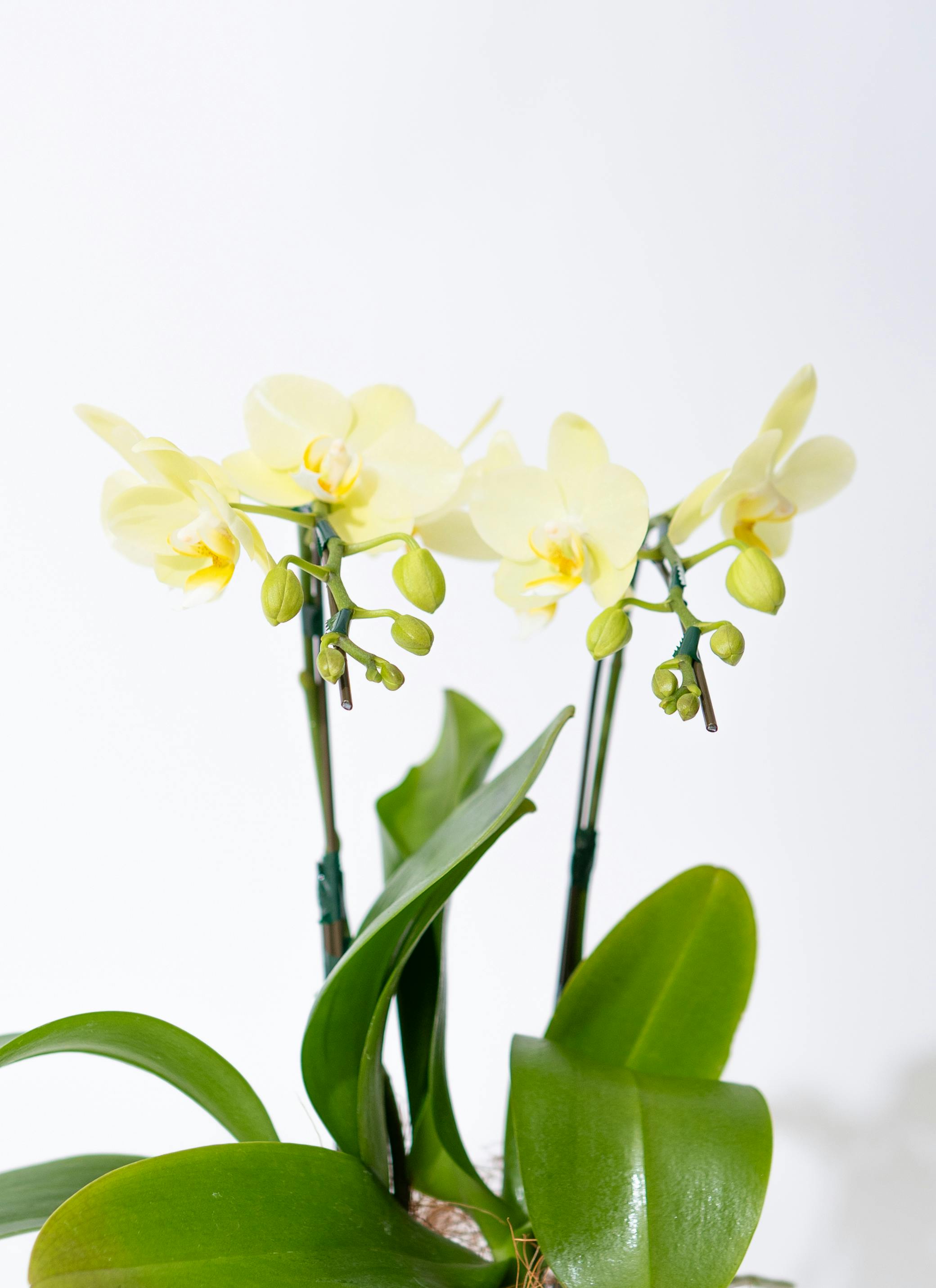 都松庵 ひとくちようかん 4本セット（まっちゃ・おぐら・こしあん