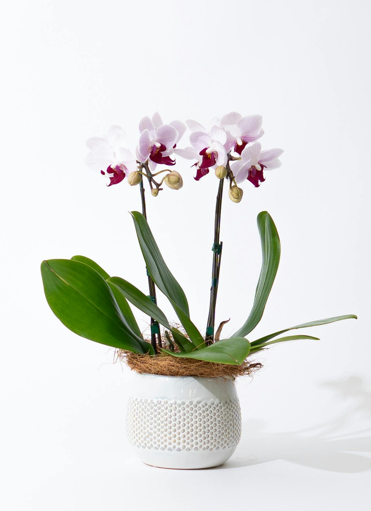 都松庵 ひとくちようかん 4本セット（まっちゃ・おぐら・こしあん