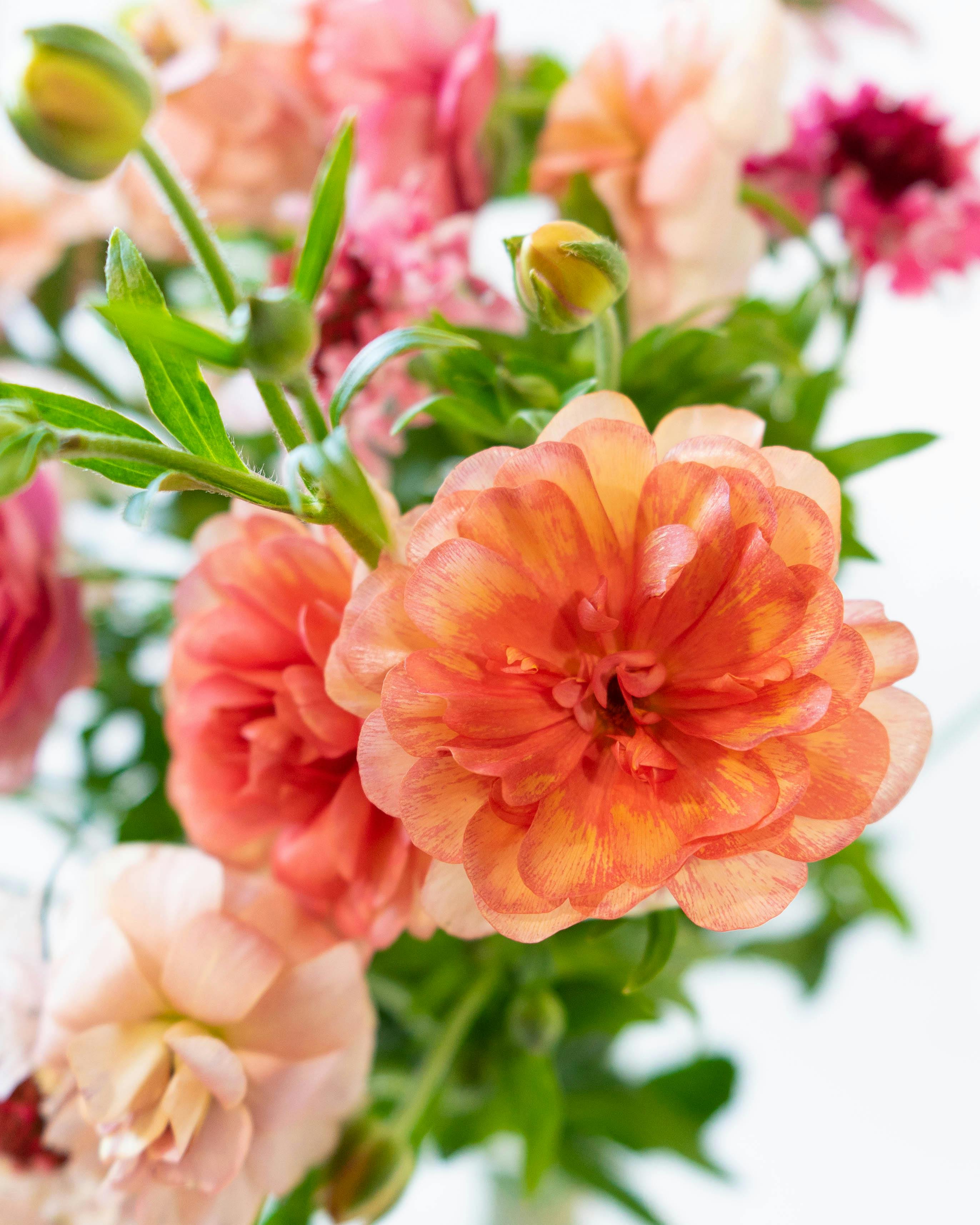 産地直送 ラナンキュラスラックス 草花 花束 ピンク Mサイズ／千葉