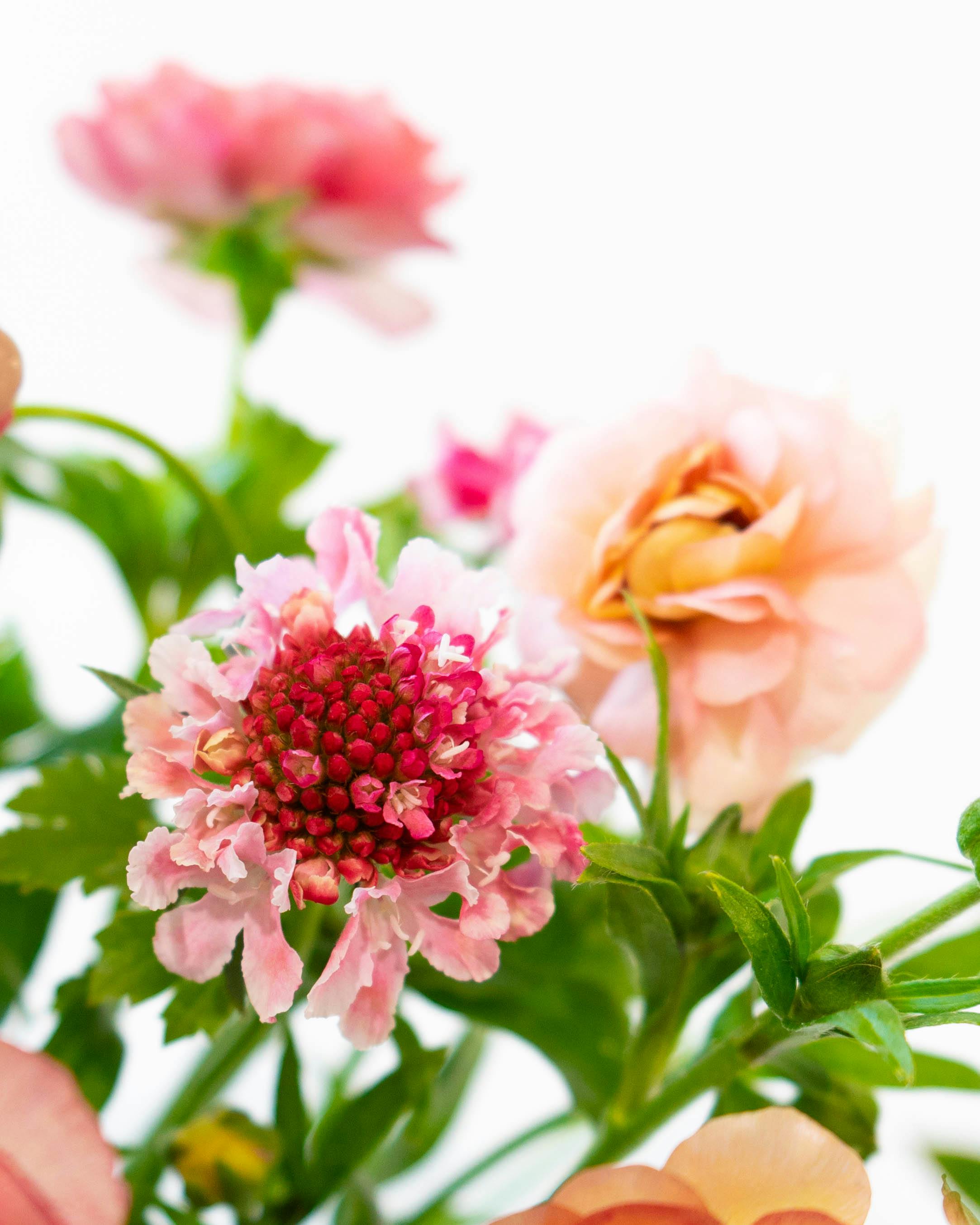 ♡】ピンク系ラナンキュラスの花束 お好みの本数指定】ピンクの