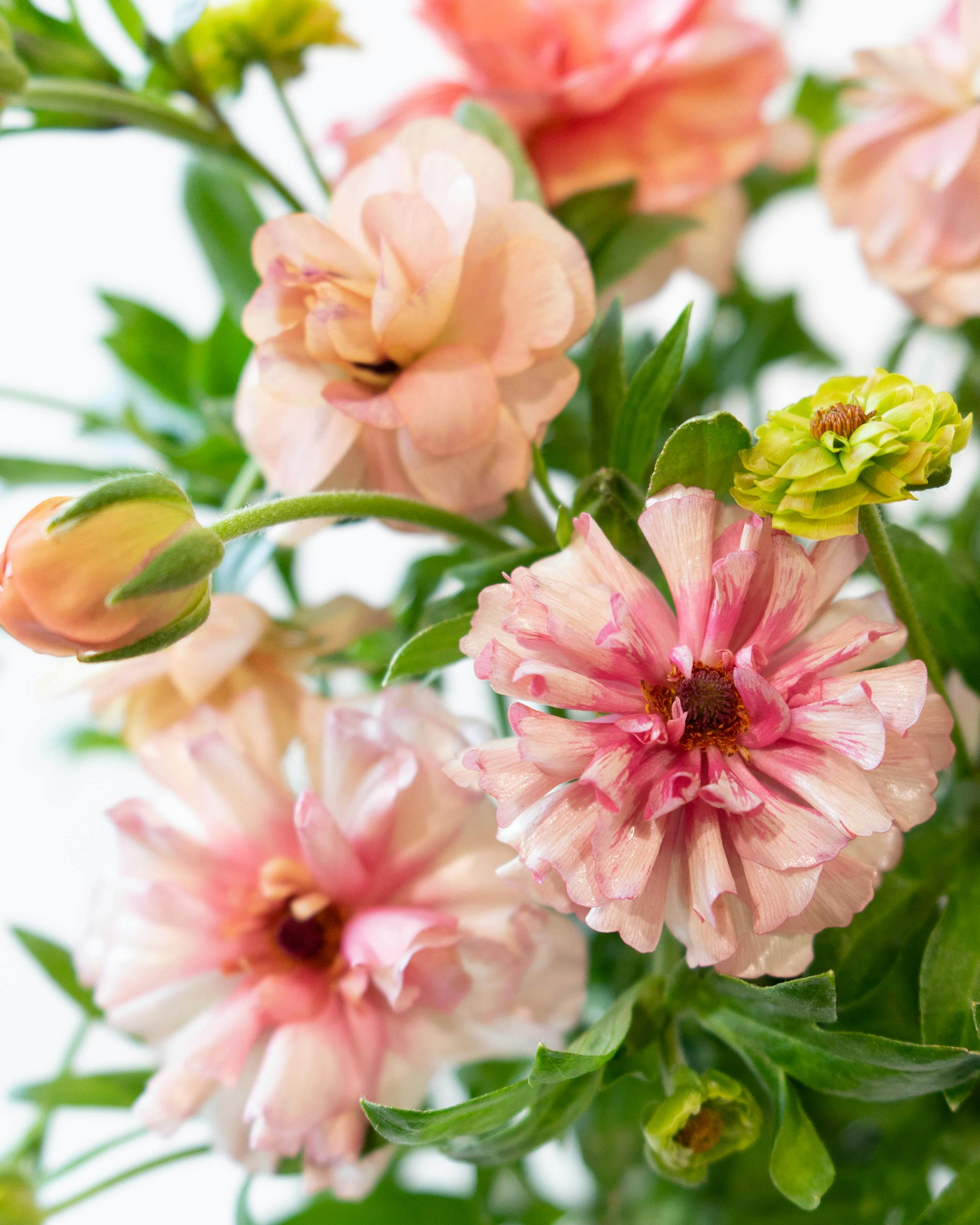 産地直送 ラナンキュラスラックス 草花 花束 ピンク Mサイズ／千葉