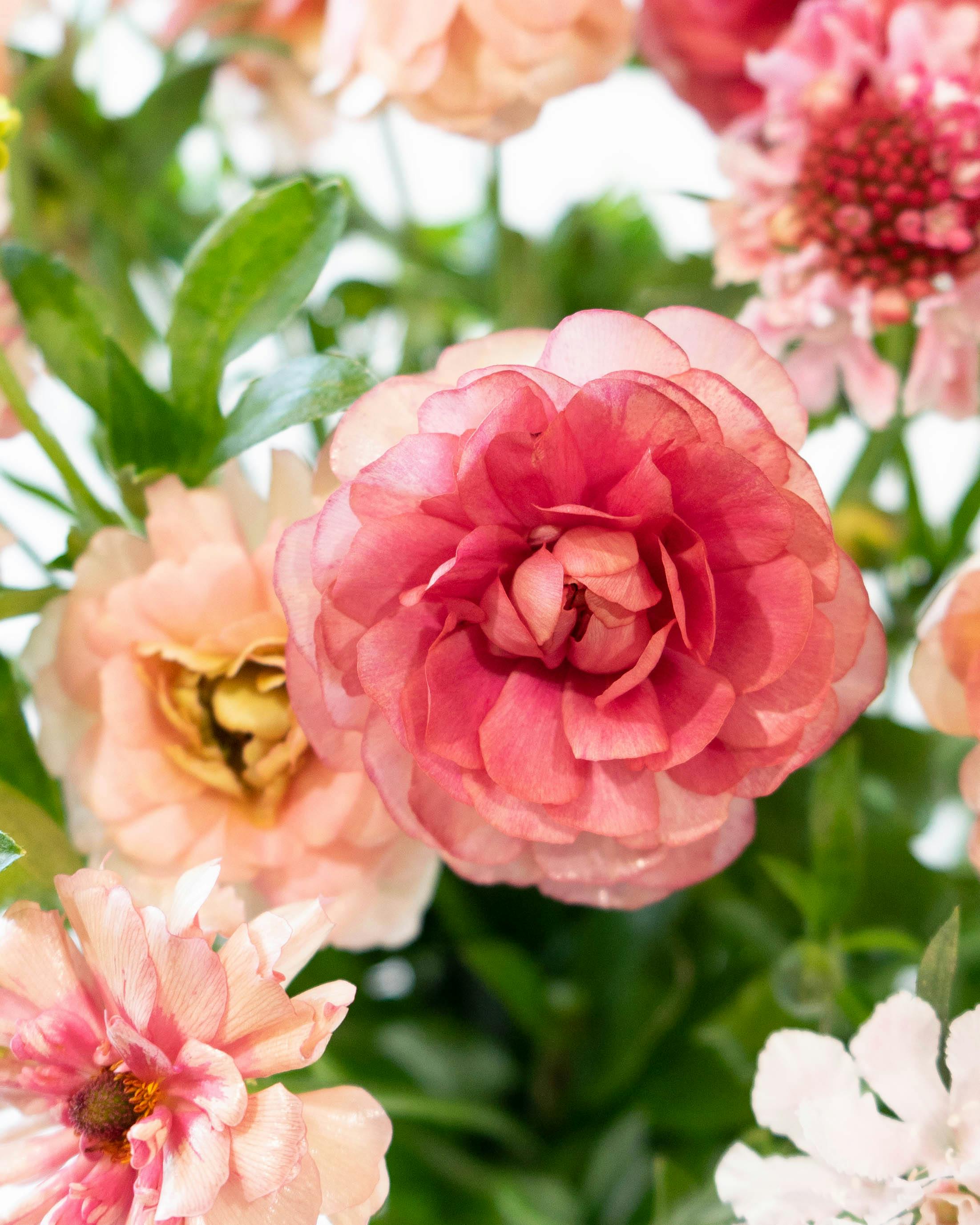 産地直送 ラナンキュラスラックス 草花 花束 ピンク Mサイズ／千葉