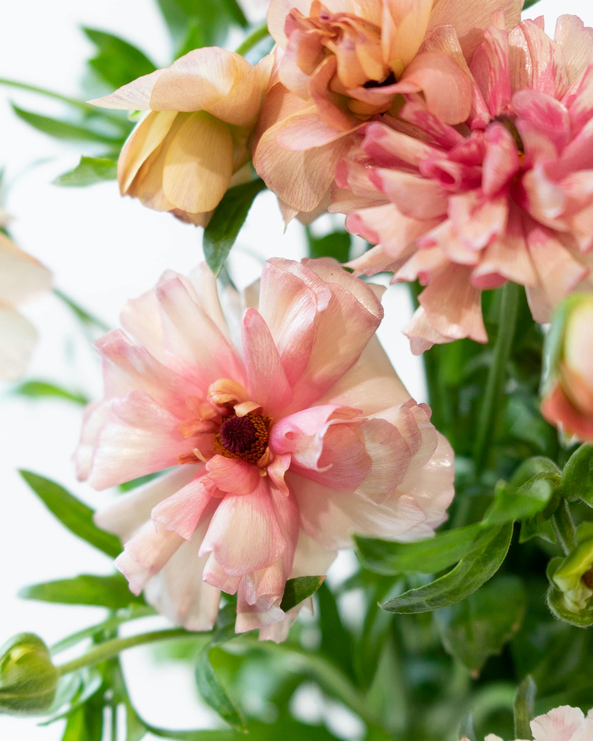 ♡】ピンク系ラナンキュラスの花束 産地直送 ラナンキュラス 花束