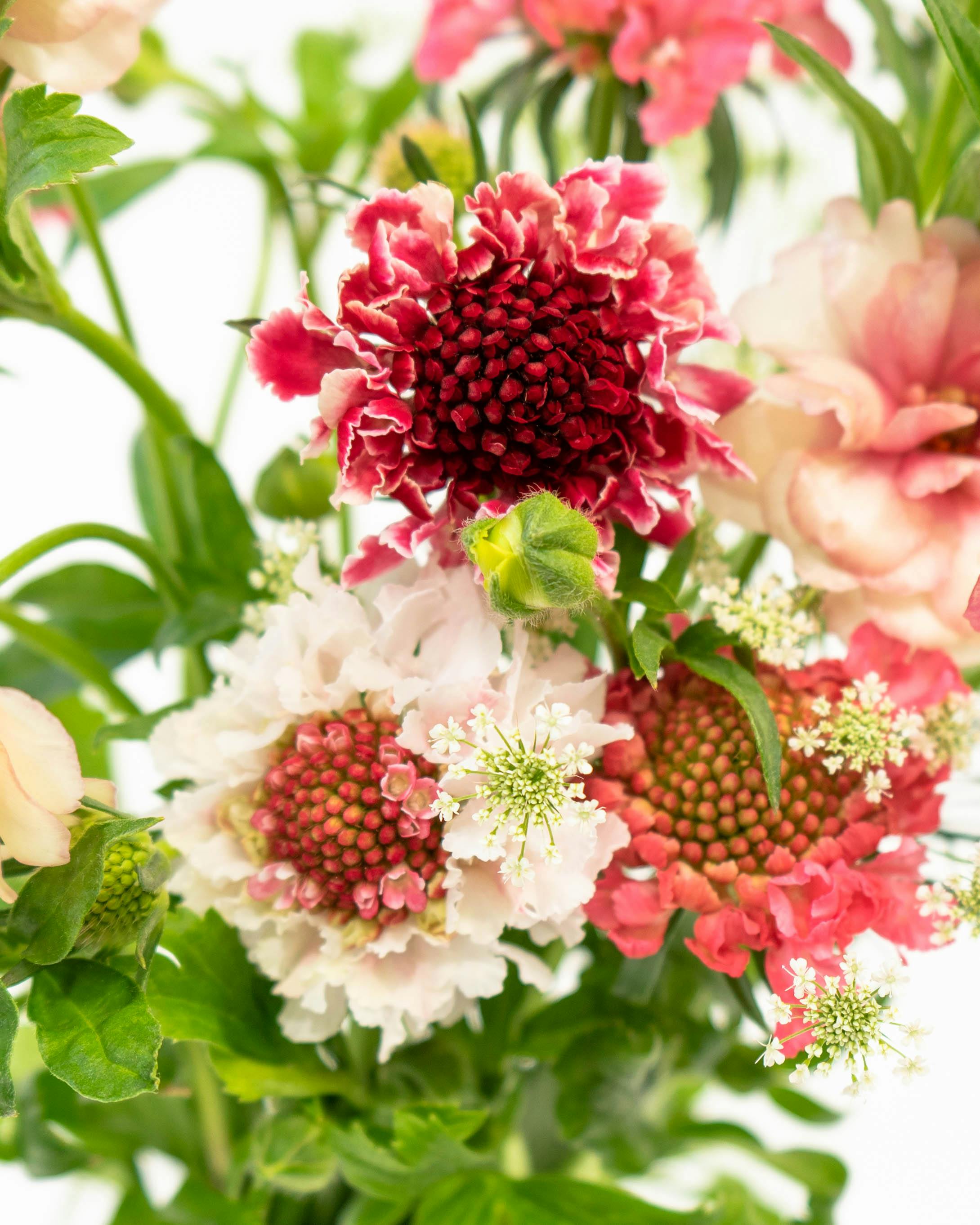 産地直送 ラナンキュラスラックス 草花 花束 ピンク Sサイズ／千葉