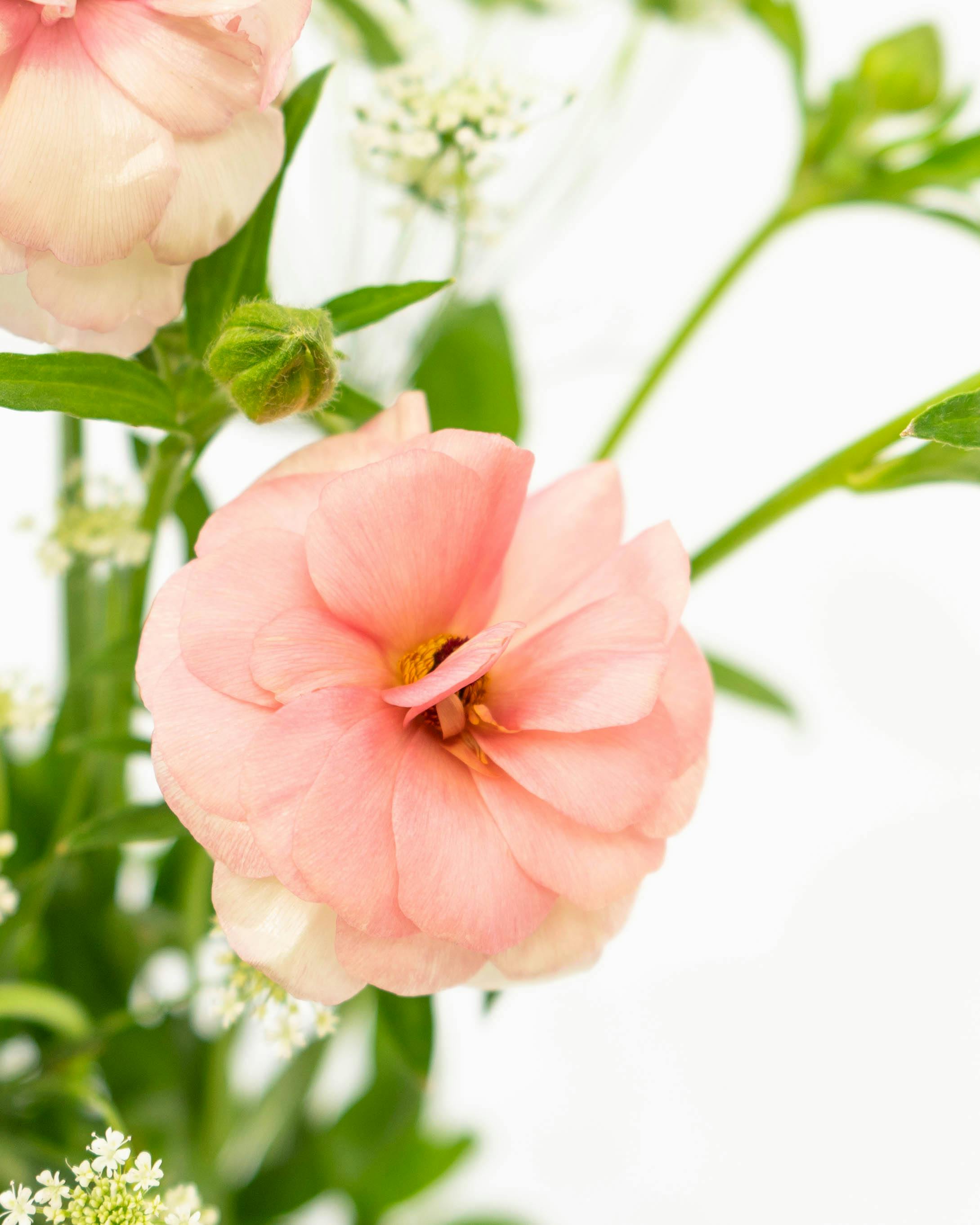 産地直送 ラナンキュラスラックス 草花 花束 ピンク Sサイズ／千葉