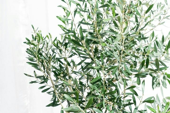 庭(ガーデン)に置く観葉植物通販 | HitoHana（ひとはな）