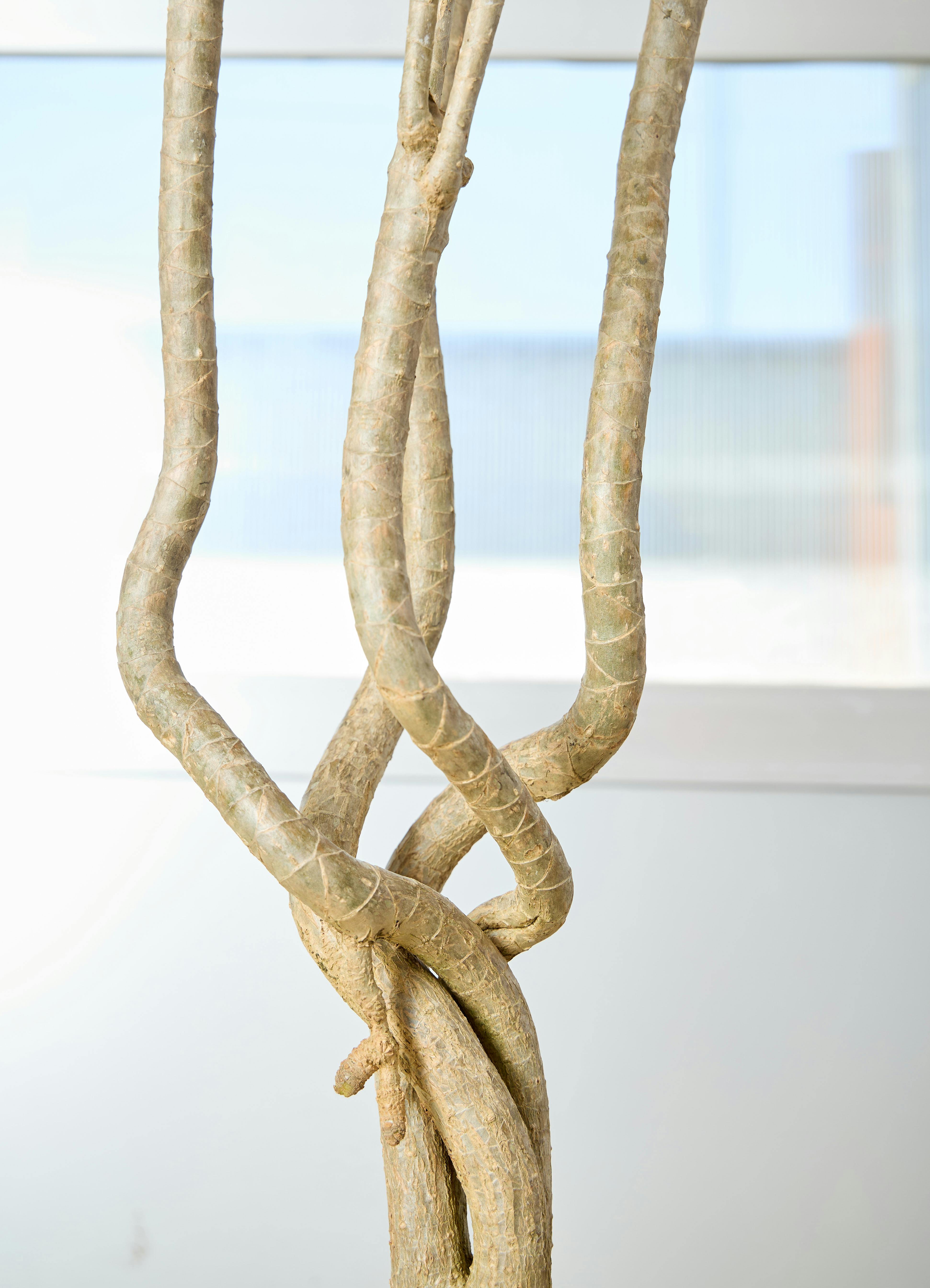 観葉植物 ドラセナ コンシンネ【180cm】 9号 トリカラー 曲り（龍