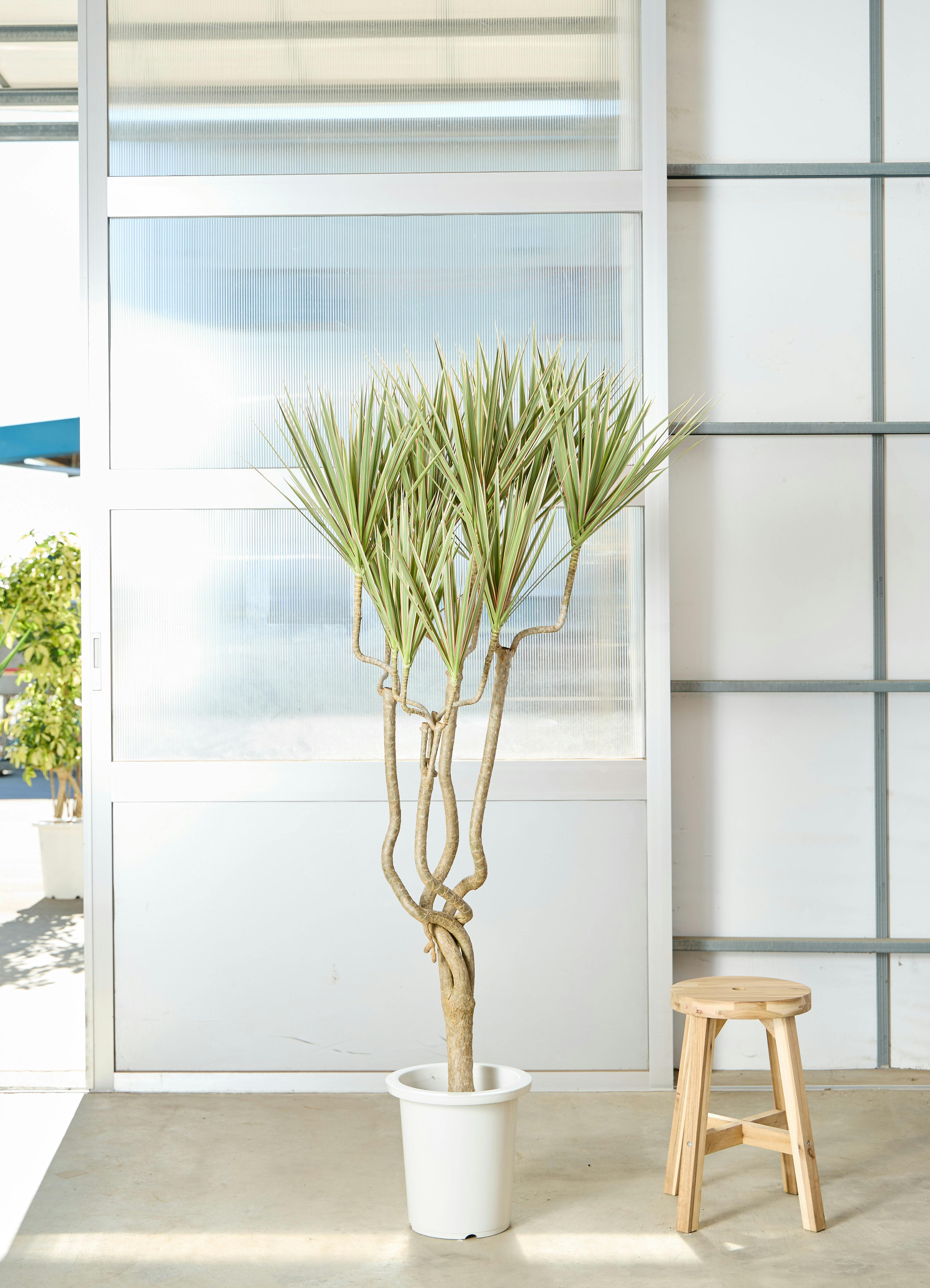 ドラセナ コンシンネ 曲がり（龍） | HitoHana（ひとはな）