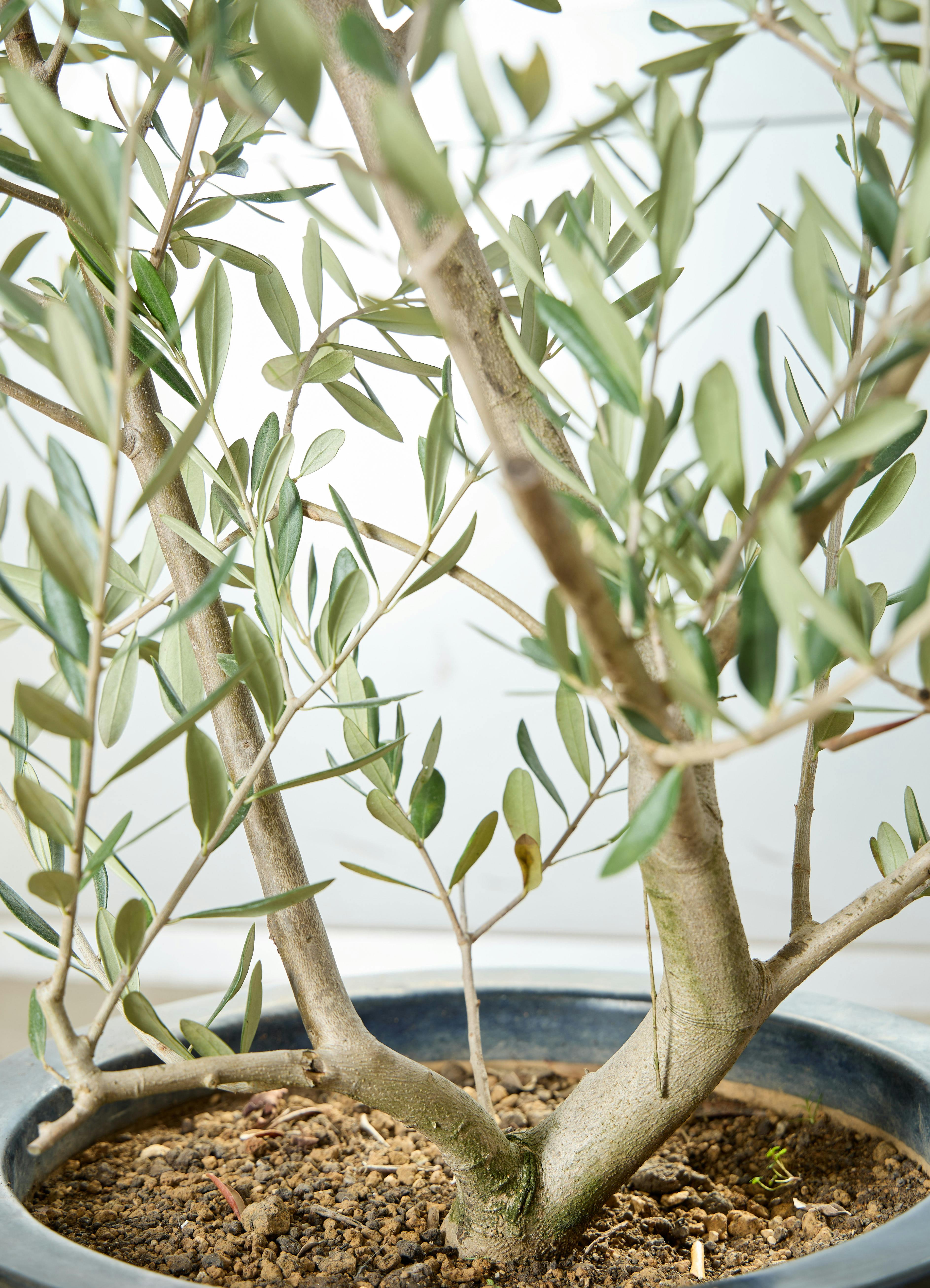 観葉植物 【現品】オリーブ 8号 黒鉢（4）ミッション＜S-4＞