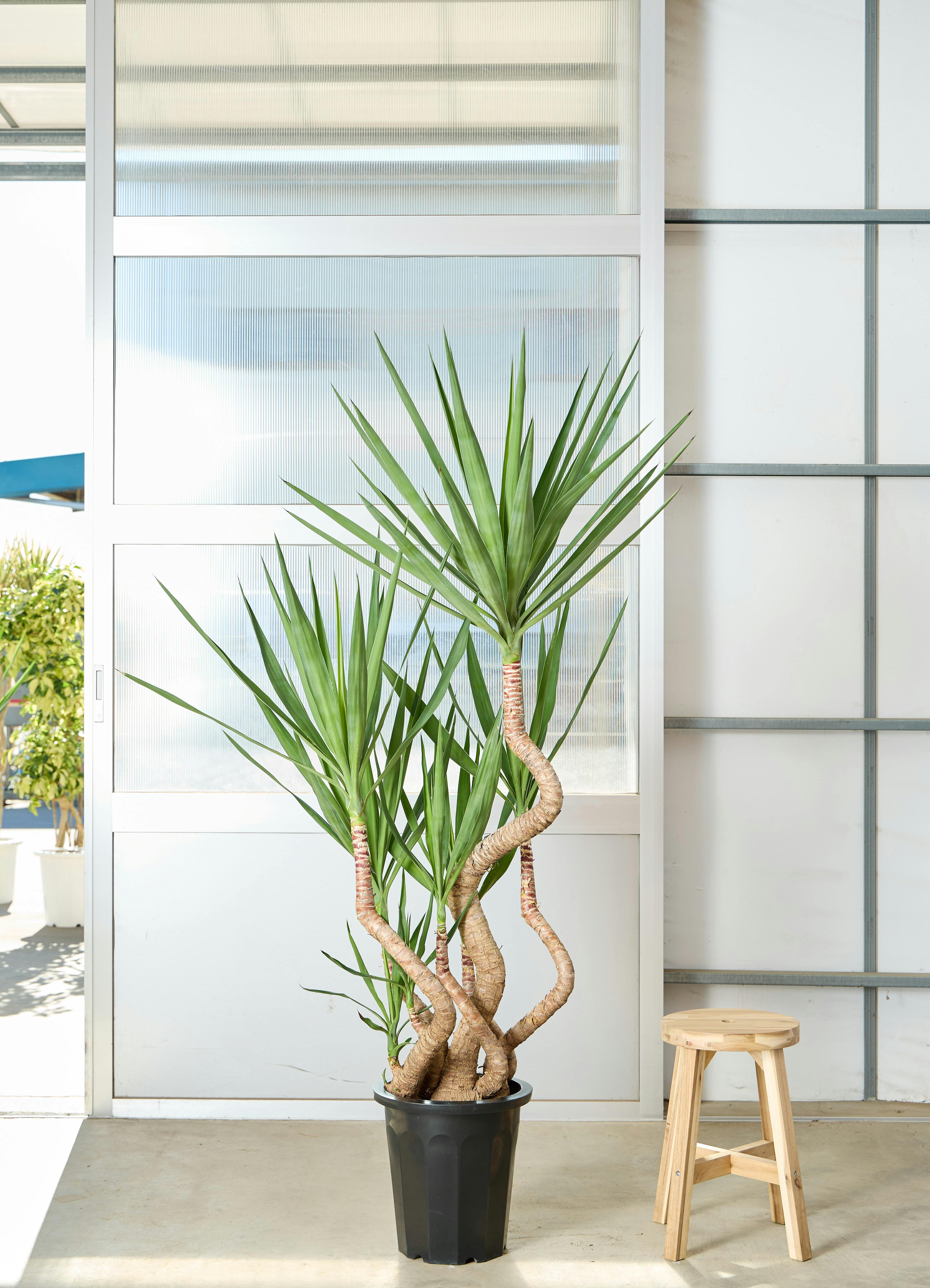 ユッカ 10号 曲がり | HitoHana（ひとはな）