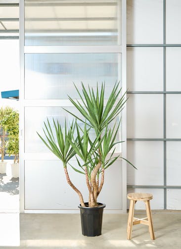 観葉植物 ユッカ 4号 ノーマル プラスチック鉢 | 観葉植物ならHitoHana