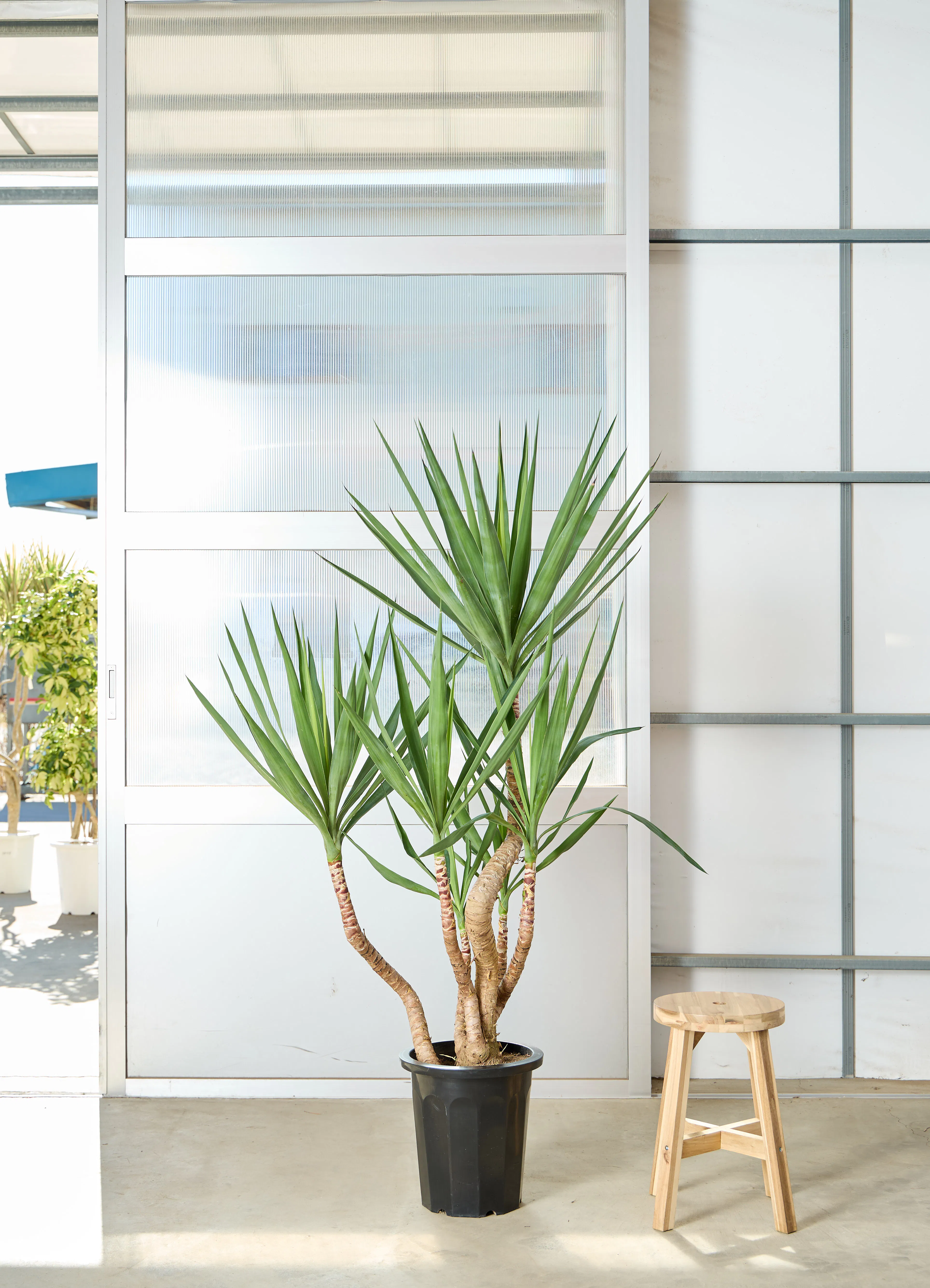 ユッカ 1点もの（現品・現物） | 観葉植物 | インテリアやギフトに 
