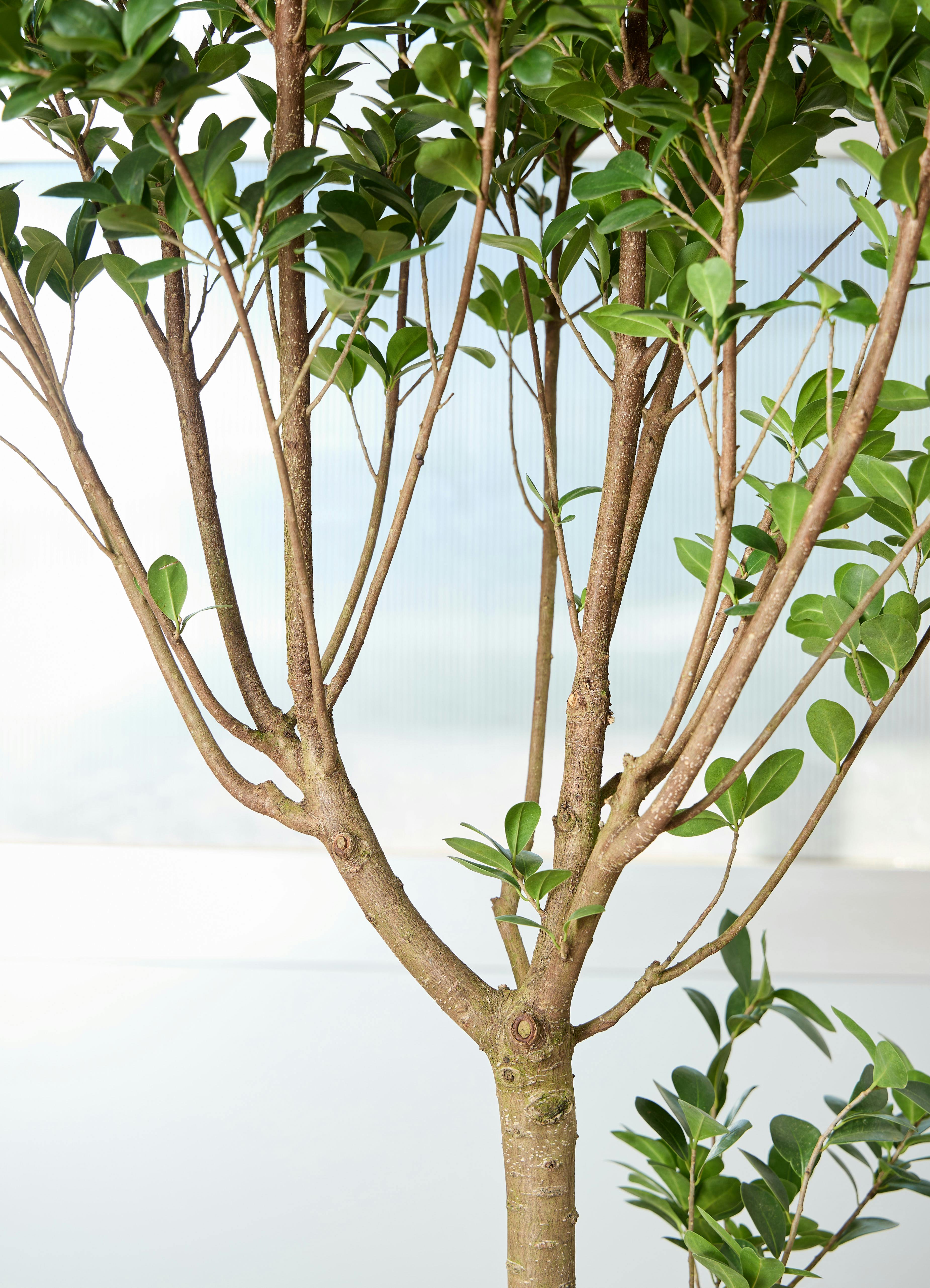 観葉植物 ガジュマル【175cm】9号 プラスチック鉢 #70100 ※1都3県配送