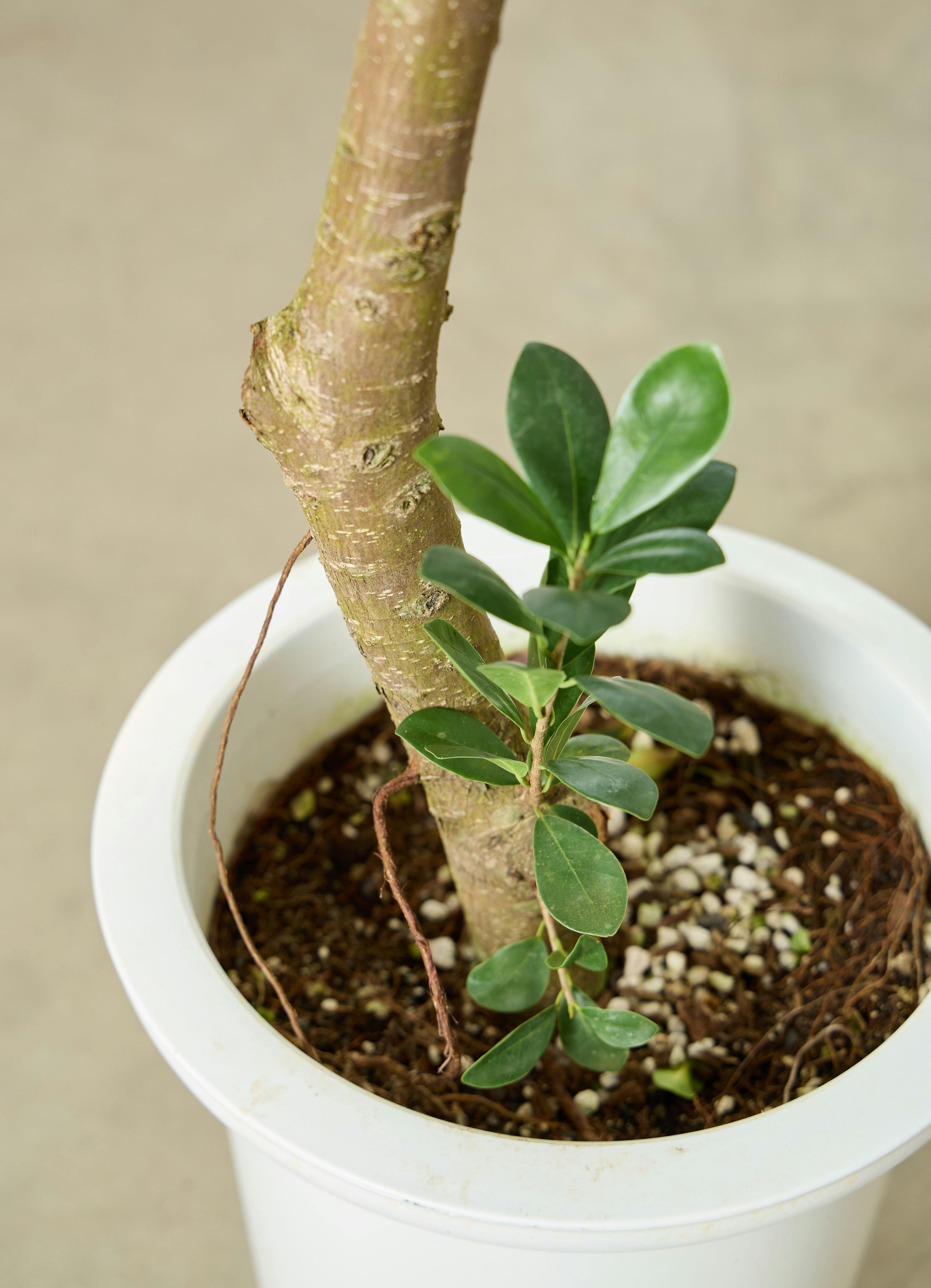 観葉植物 ガジュマル【175cm】9号 プラスチック鉢 #70100 ※1都3県配送