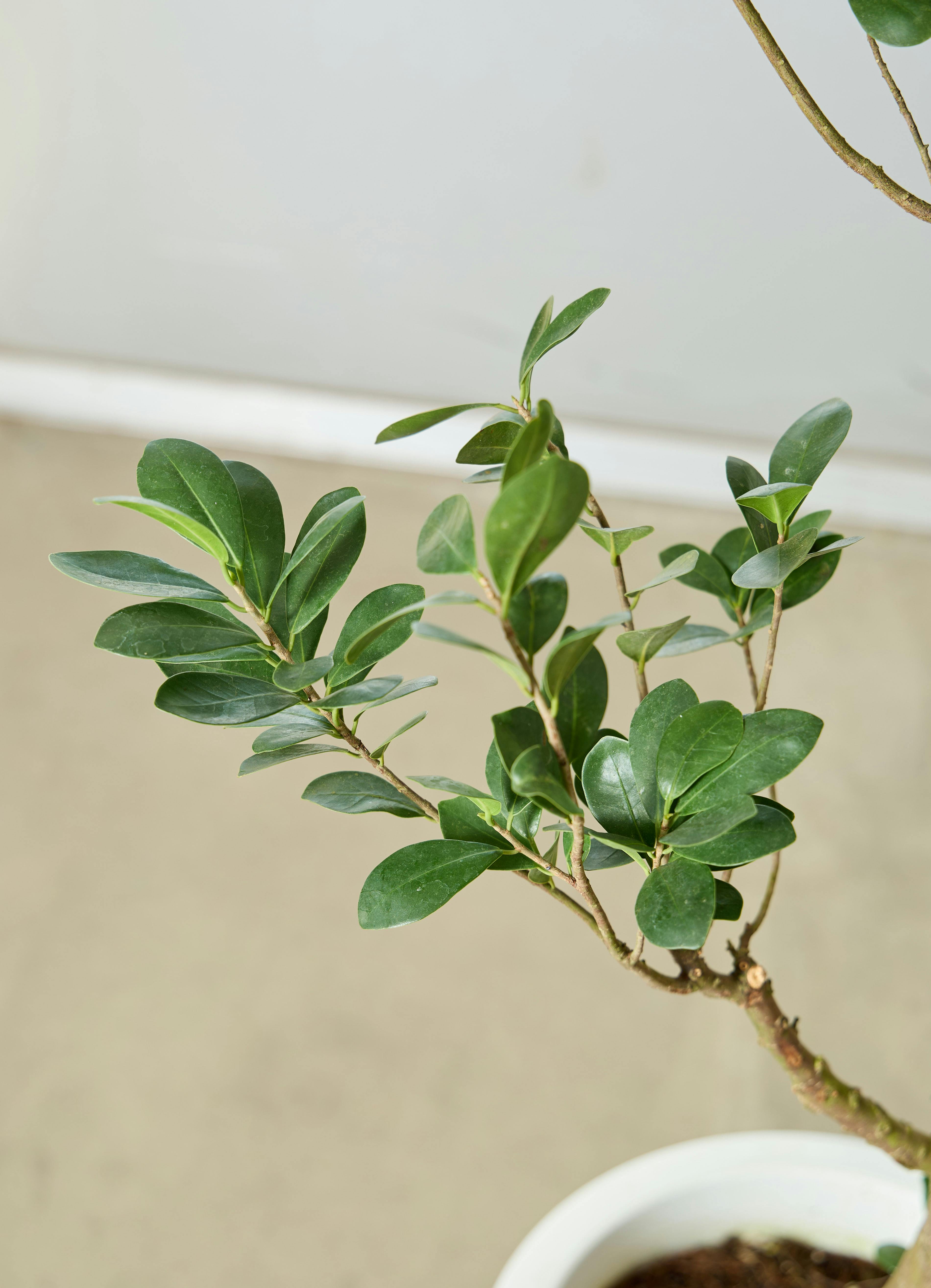 観葉植物 ガジュマル【175cm】9号 プラスチック鉢 #70100 ※1都3県配送