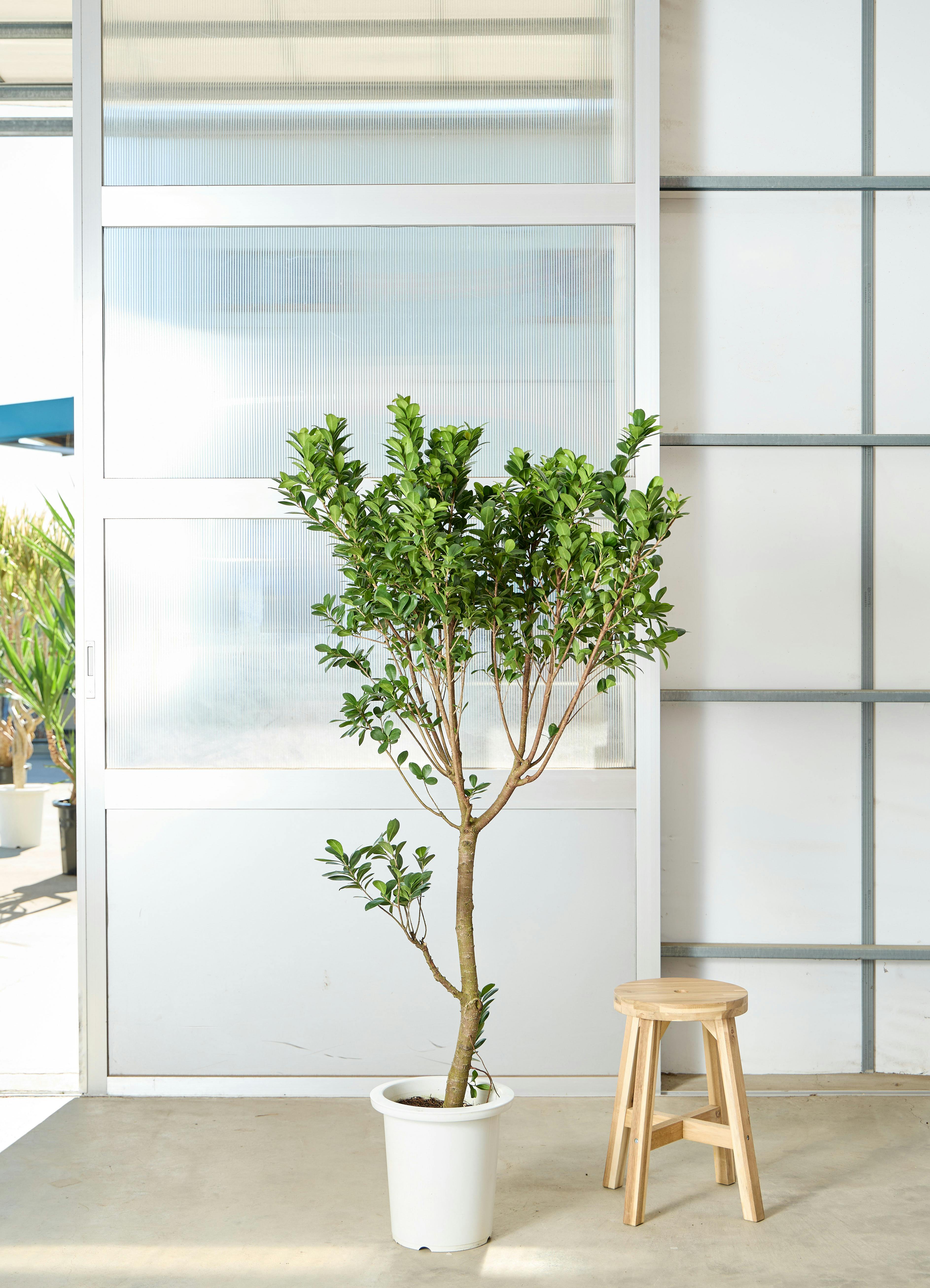 ガジュマル 1点もの（現品・現物） | 観葉植物通販HitoHana(ひとはな)