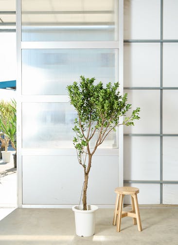 観葉植物 ガジュマル 8号 曲り プラスチック鉢 | 観葉植物ならHitoHana