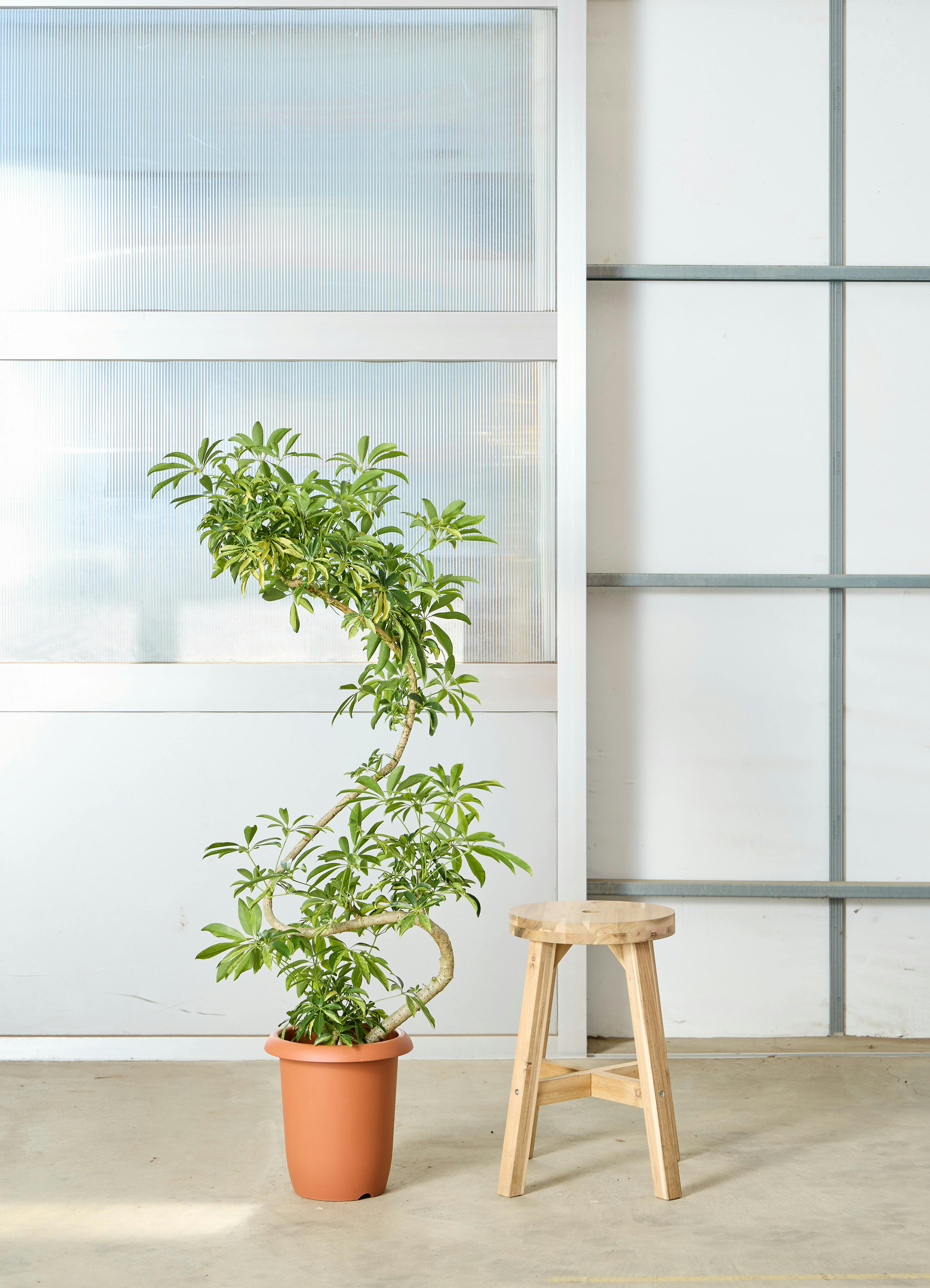 カポック（シェフレラ） 8号 | 観葉植物 | インテリアやギフトに