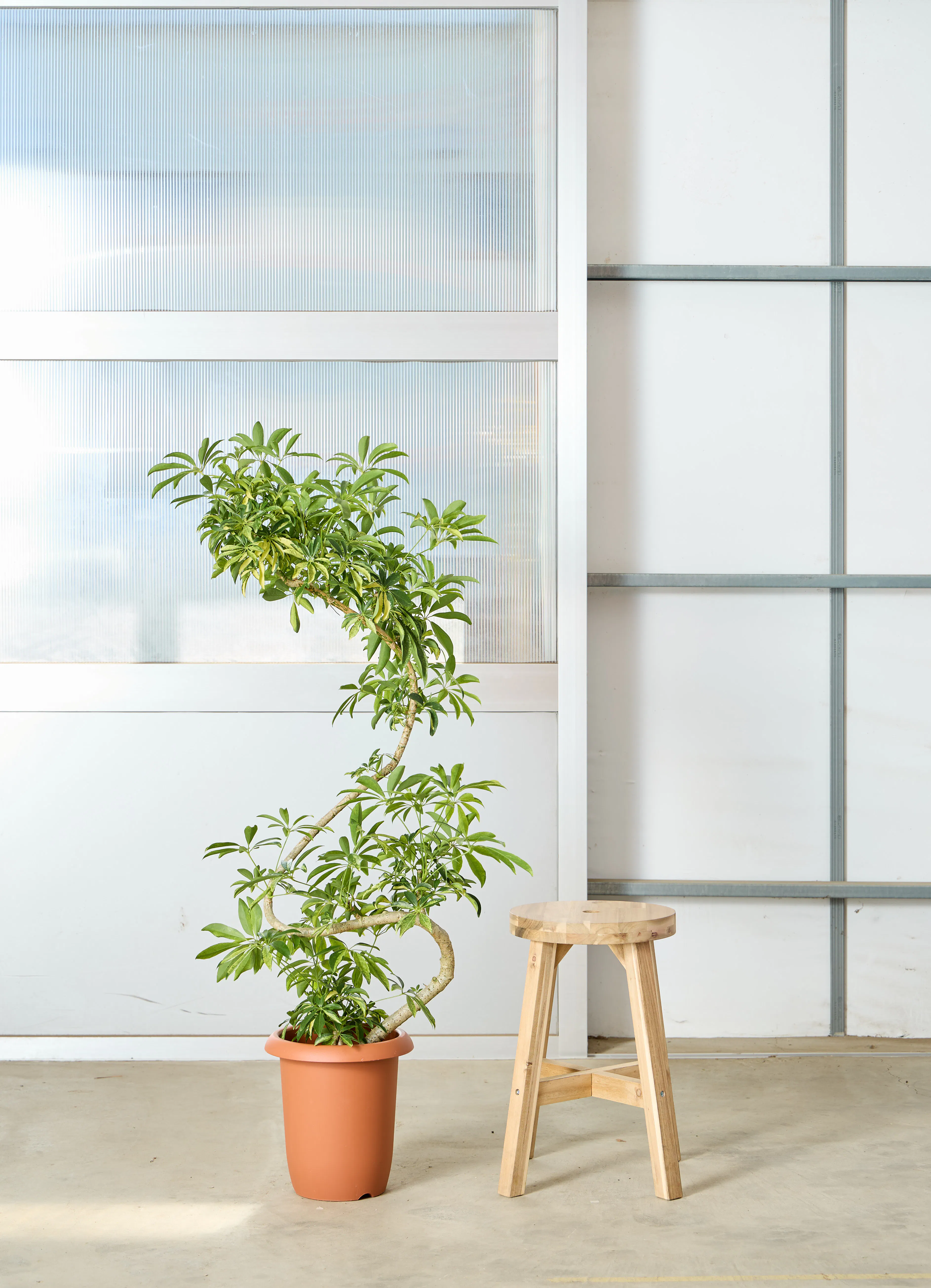 シェフレラ 大型 | 観葉植物通販HitoHana(ひとはな)