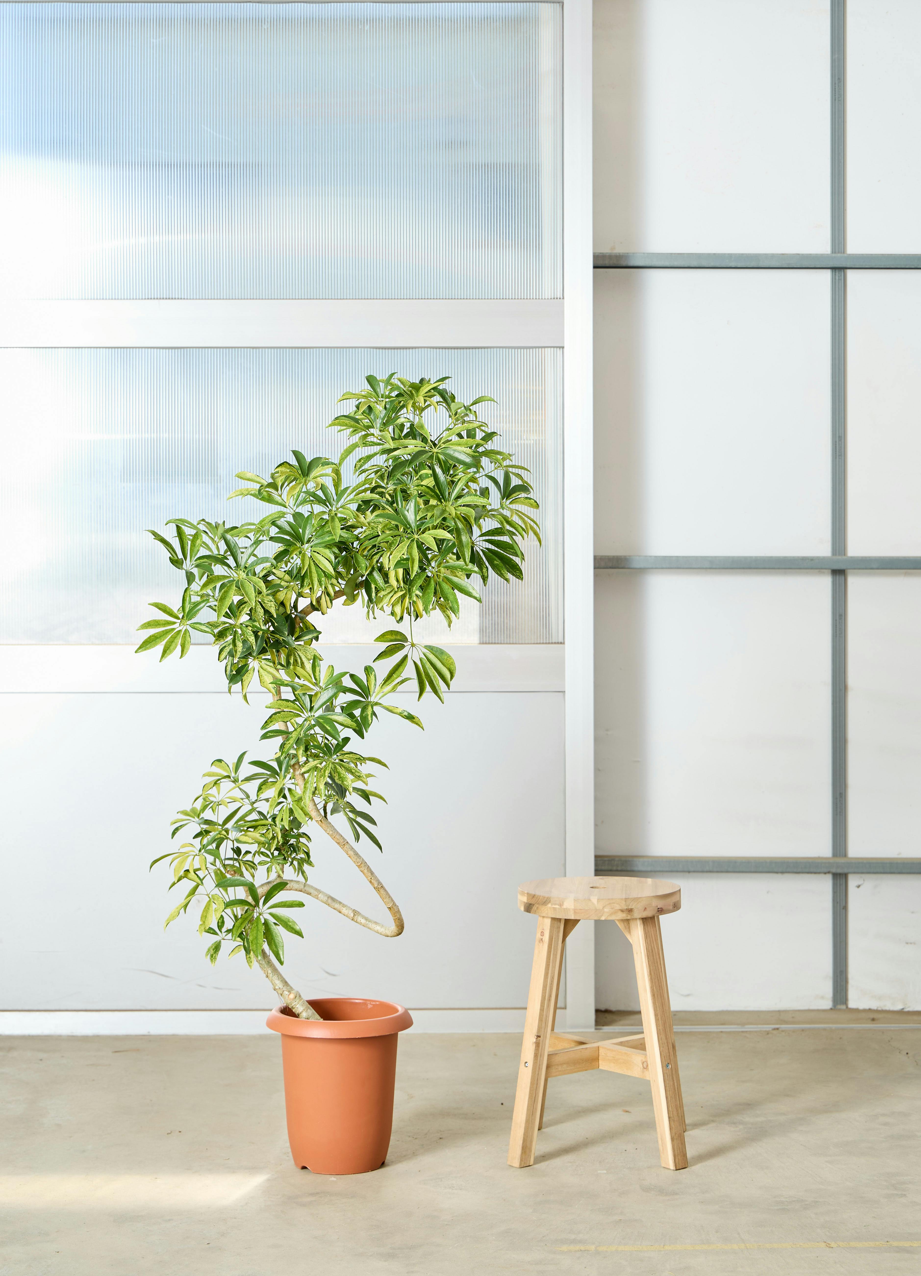 カポック（シェフレラ） 8号 | 観葉植物 | インテリアやギフトに