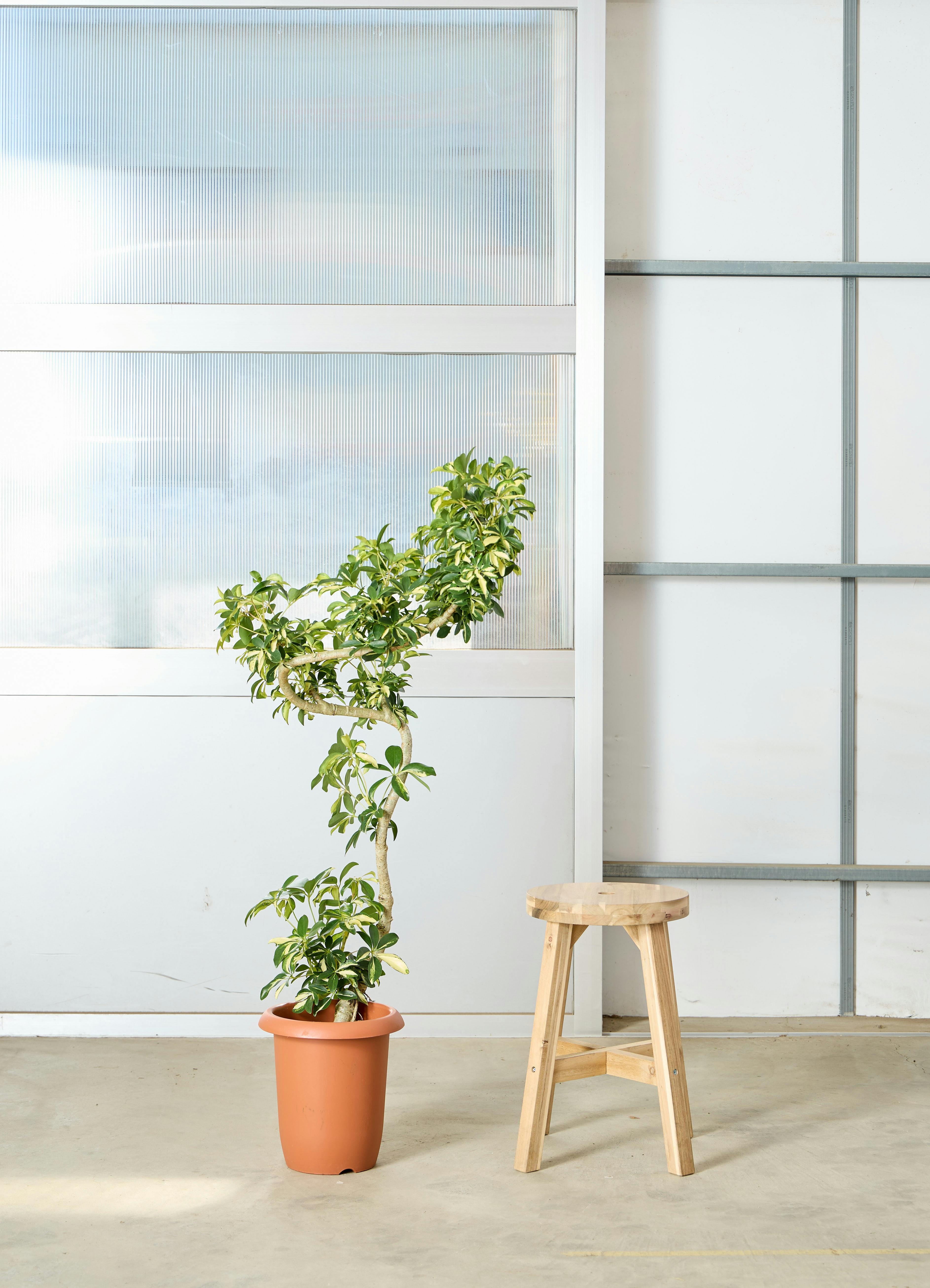 シェフレラ 大型 | 観葉植物通販HitoHana(ひとはな)