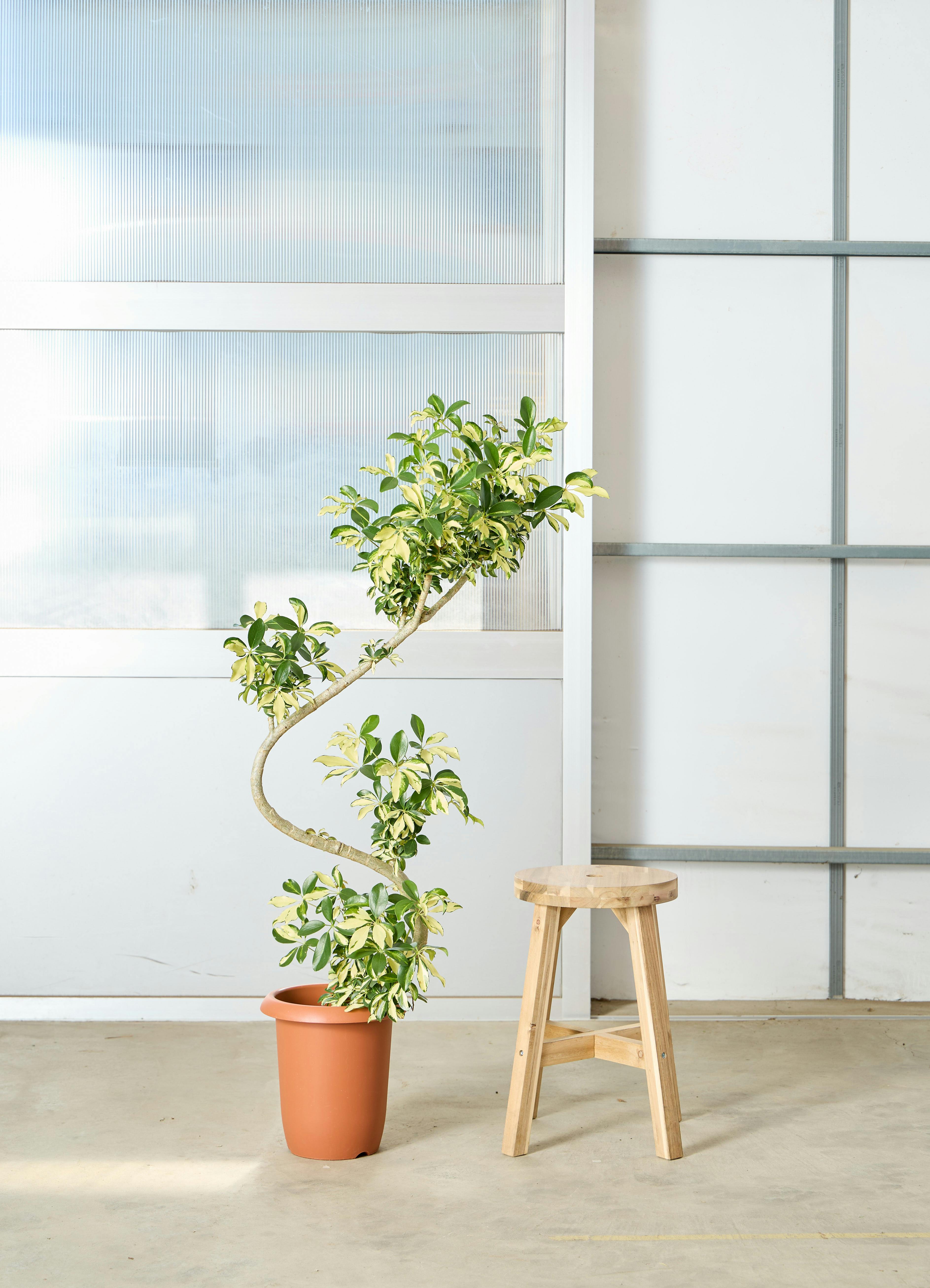 シェフレラ 大型 | 観葉植物通販HitoHana(ひとはな)