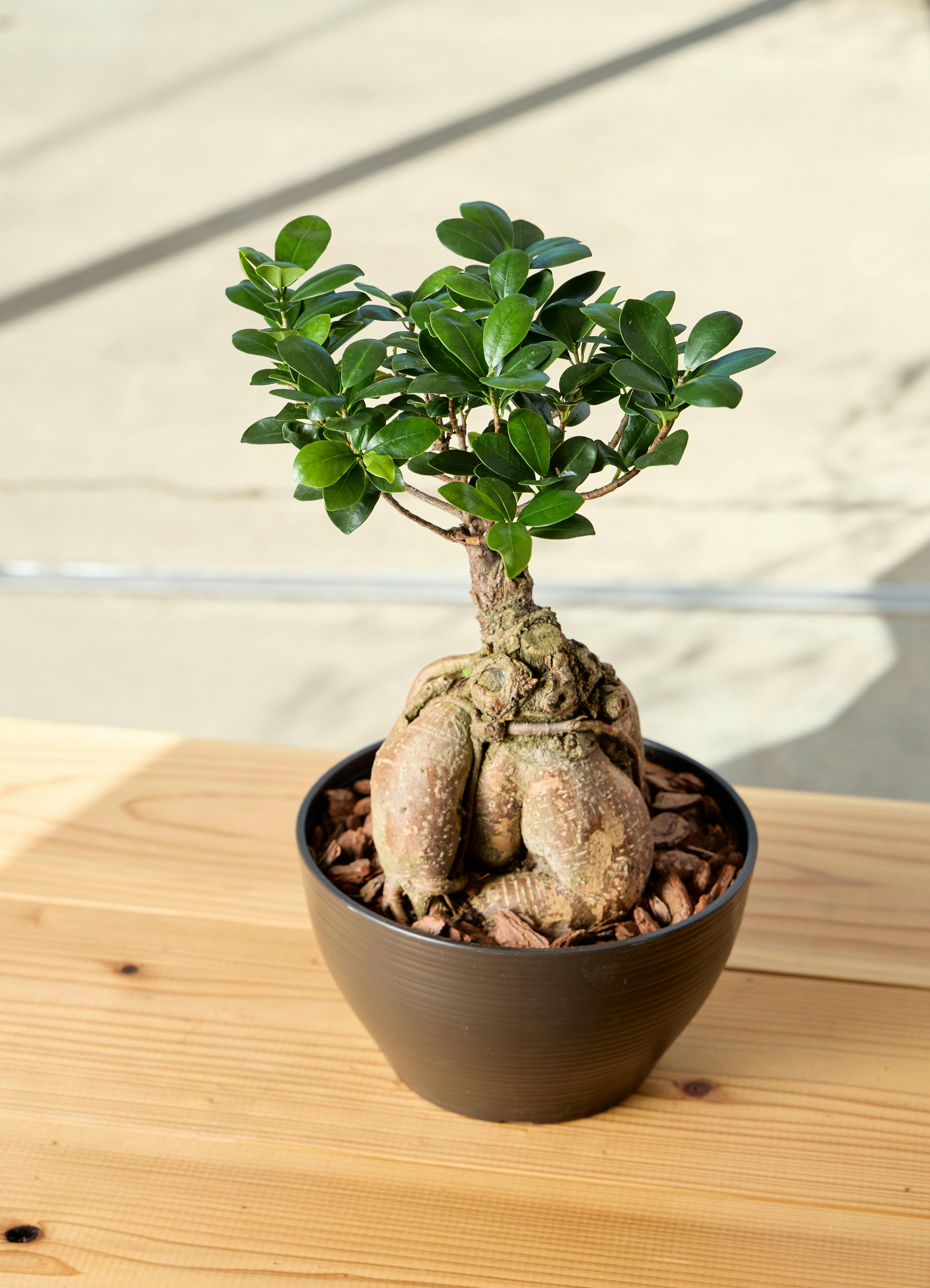 ガジュマル 8号 | 観葉植物通販HitoHana(ひとはな)