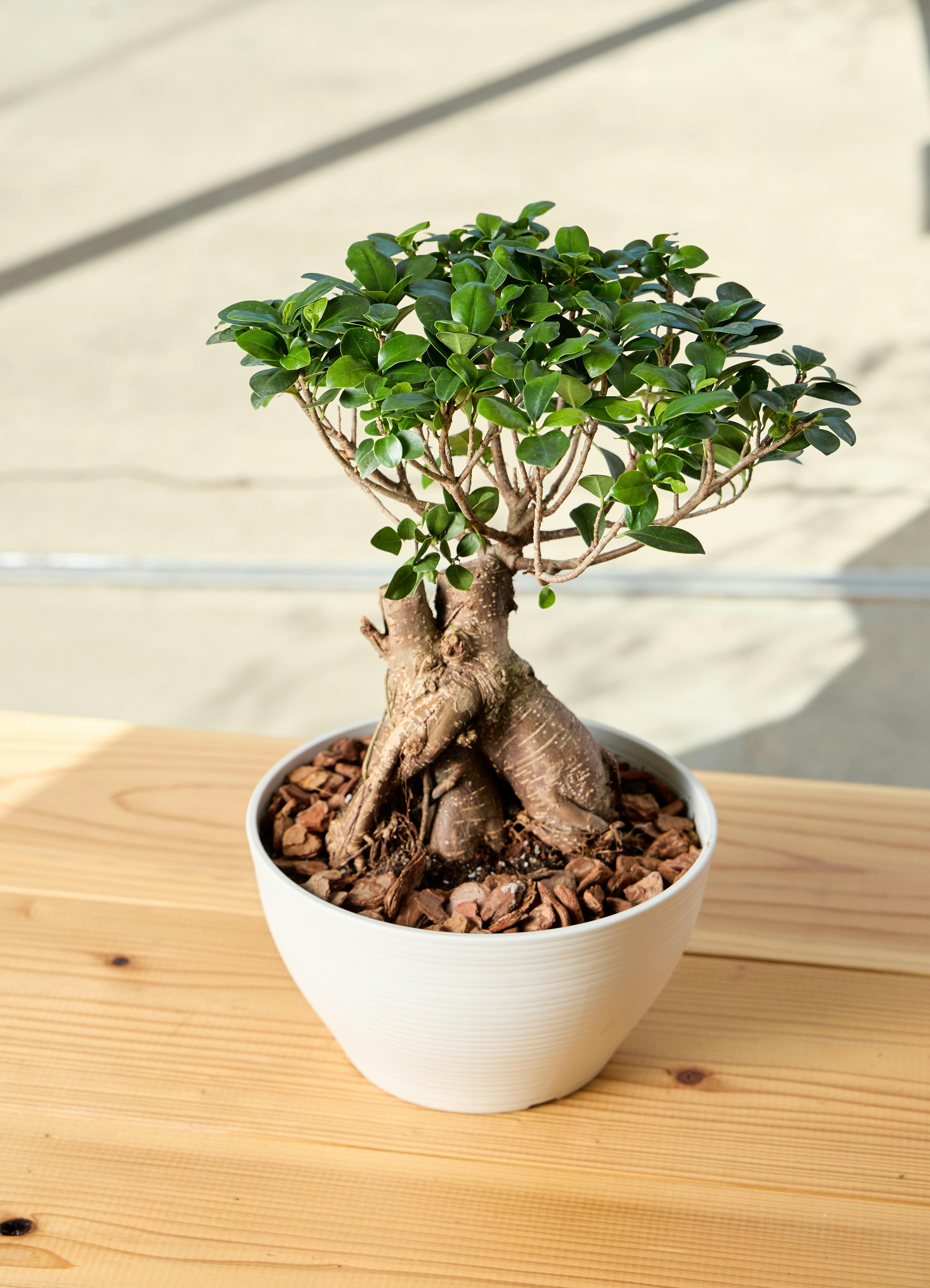 ガジュマル 8号 | 観葉植物通販HitoHana(ひとはな)