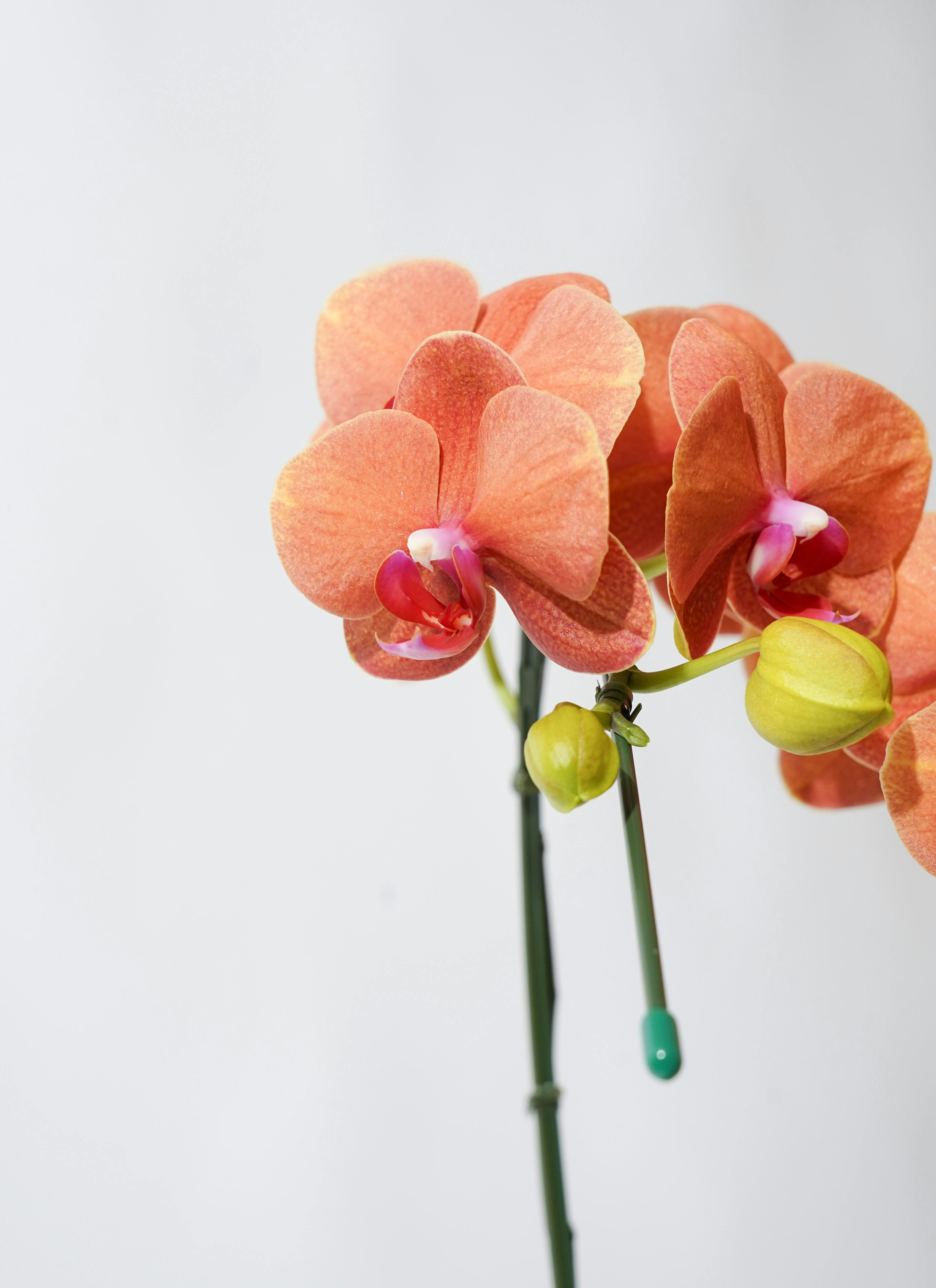 都松庵 ひとくちようかん 4本セット（まっちゃ・おぐら・こしあん