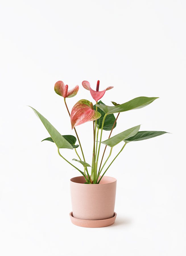 アンスリウム 3号 | 観葉植物ならHitoHana