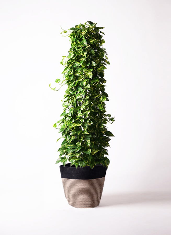 ポトス 大型 | 観葉植物通販HitoHana(ひとはな)