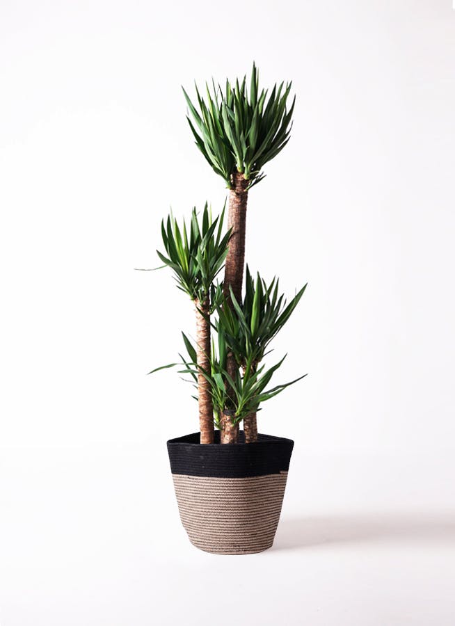 ユッカ 10号 | 観葉植物 | インテリアやギフトに - Hitohana