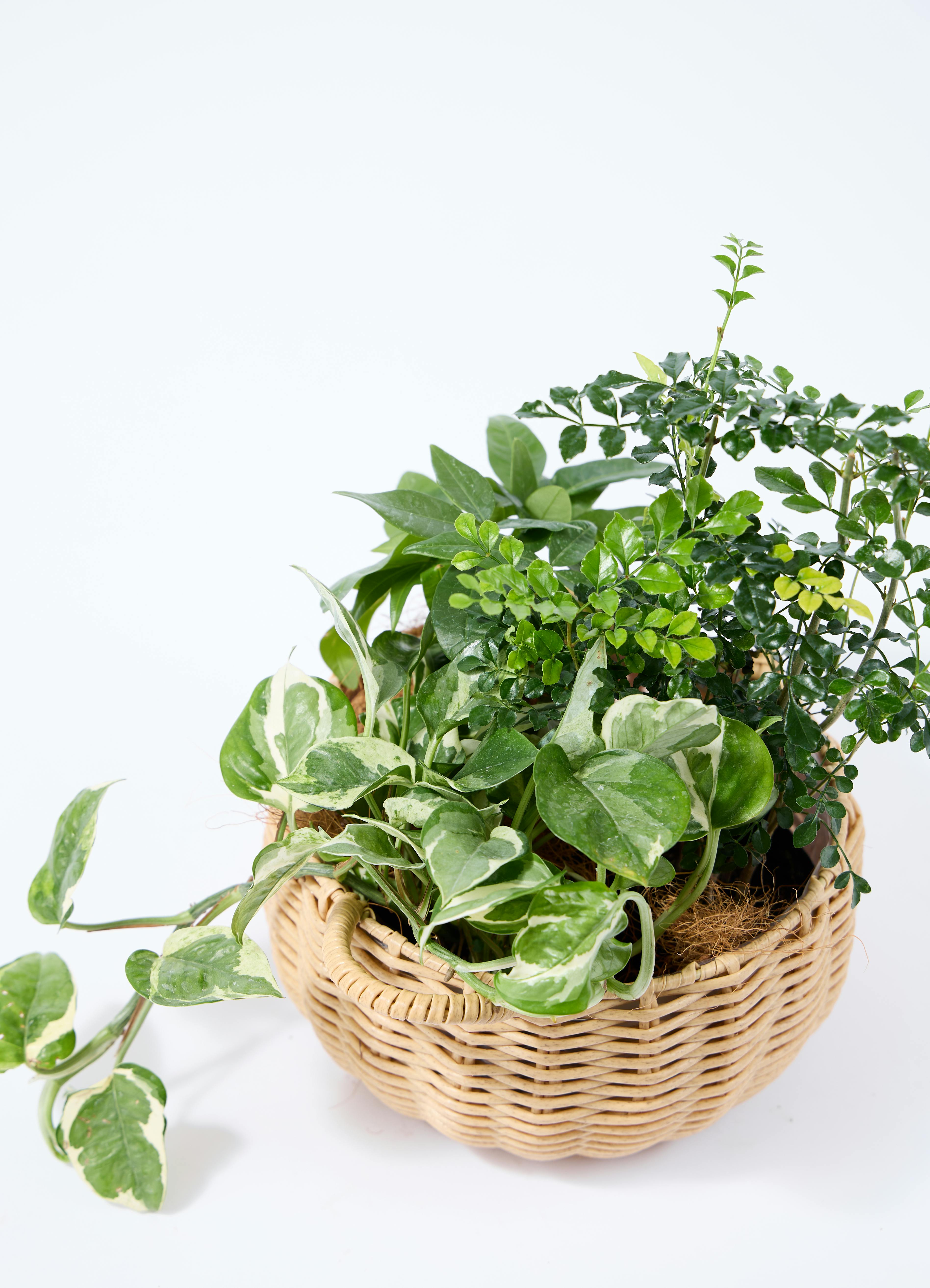 観葉植物 バスケットセット パキラと2つの選べる植物 | 観葉植物なら
