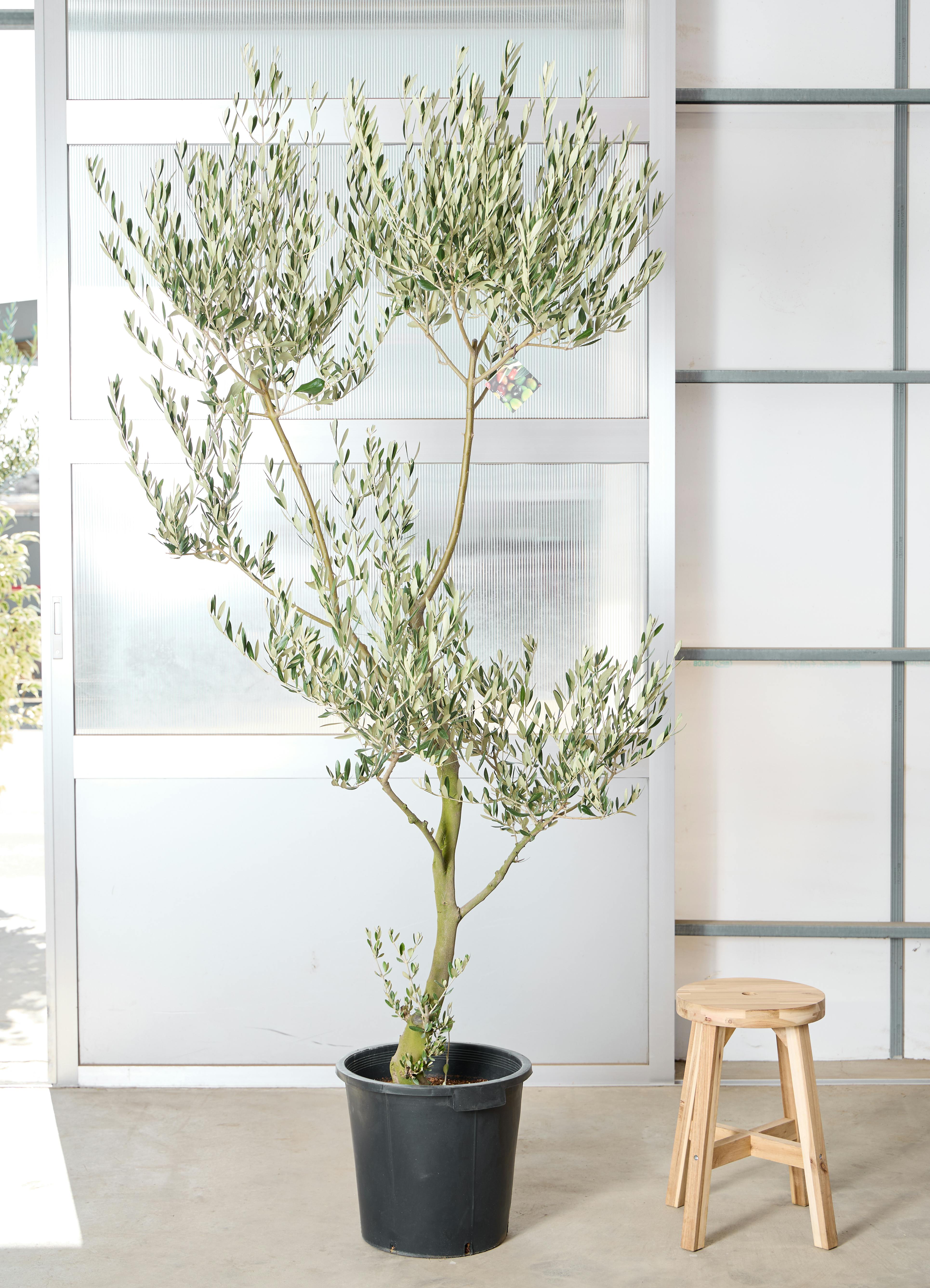 オリーブの木 ミッション | 観葉植物 | 送料無料でお届け - Hitohana