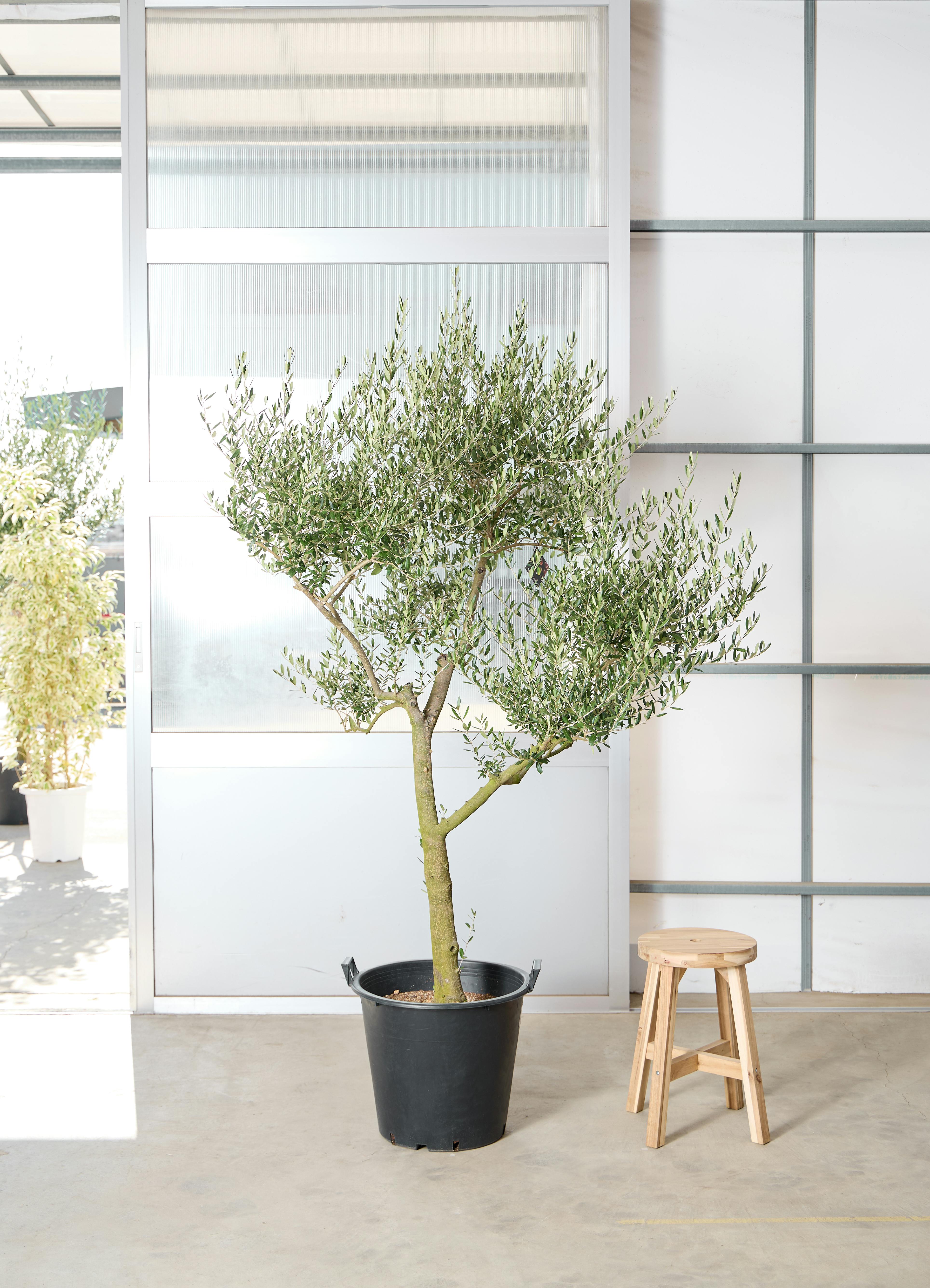 オリーブの木 1点もの（現品・現物） | 観葉植物通販HitoHana(ひとはな)