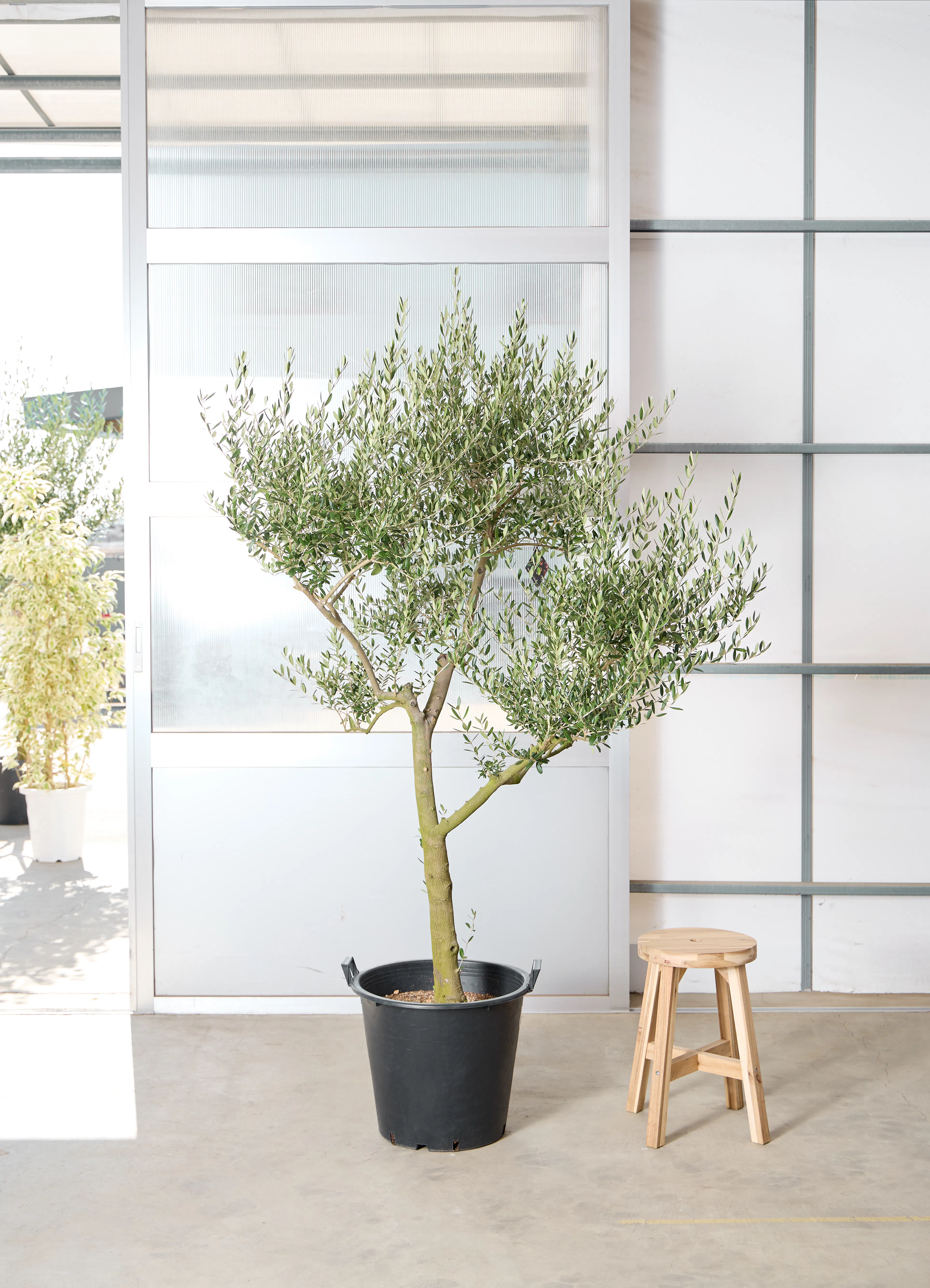 オリーブの木 1点もの（現品・現物） | 観葉植物通販HitoHana(ひとはな)